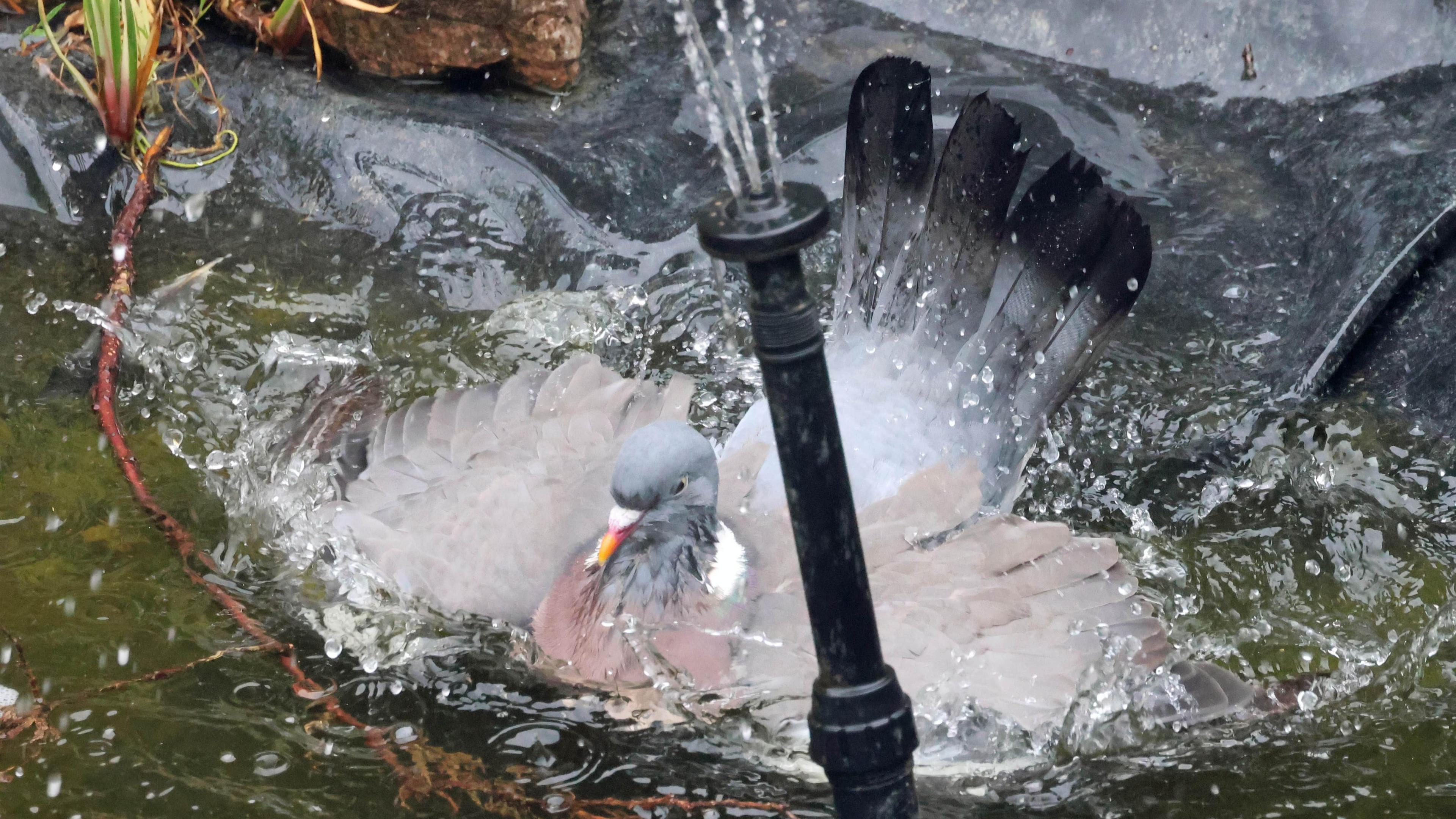 A wood pigeon splashes around in a garden pond. Is it partially obscured by a water fountain which is spraying water.