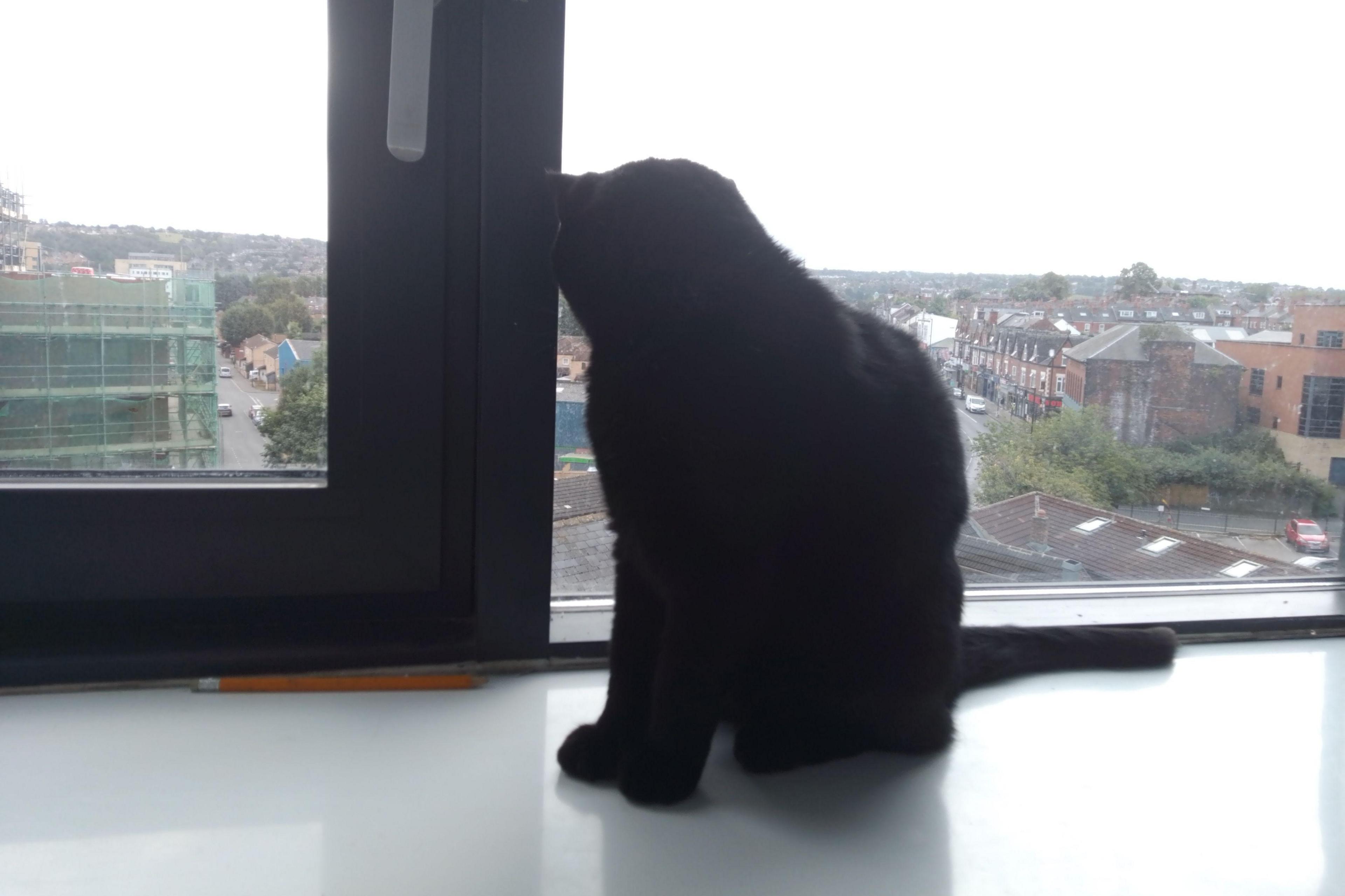 Charlie the cat looking out of the window