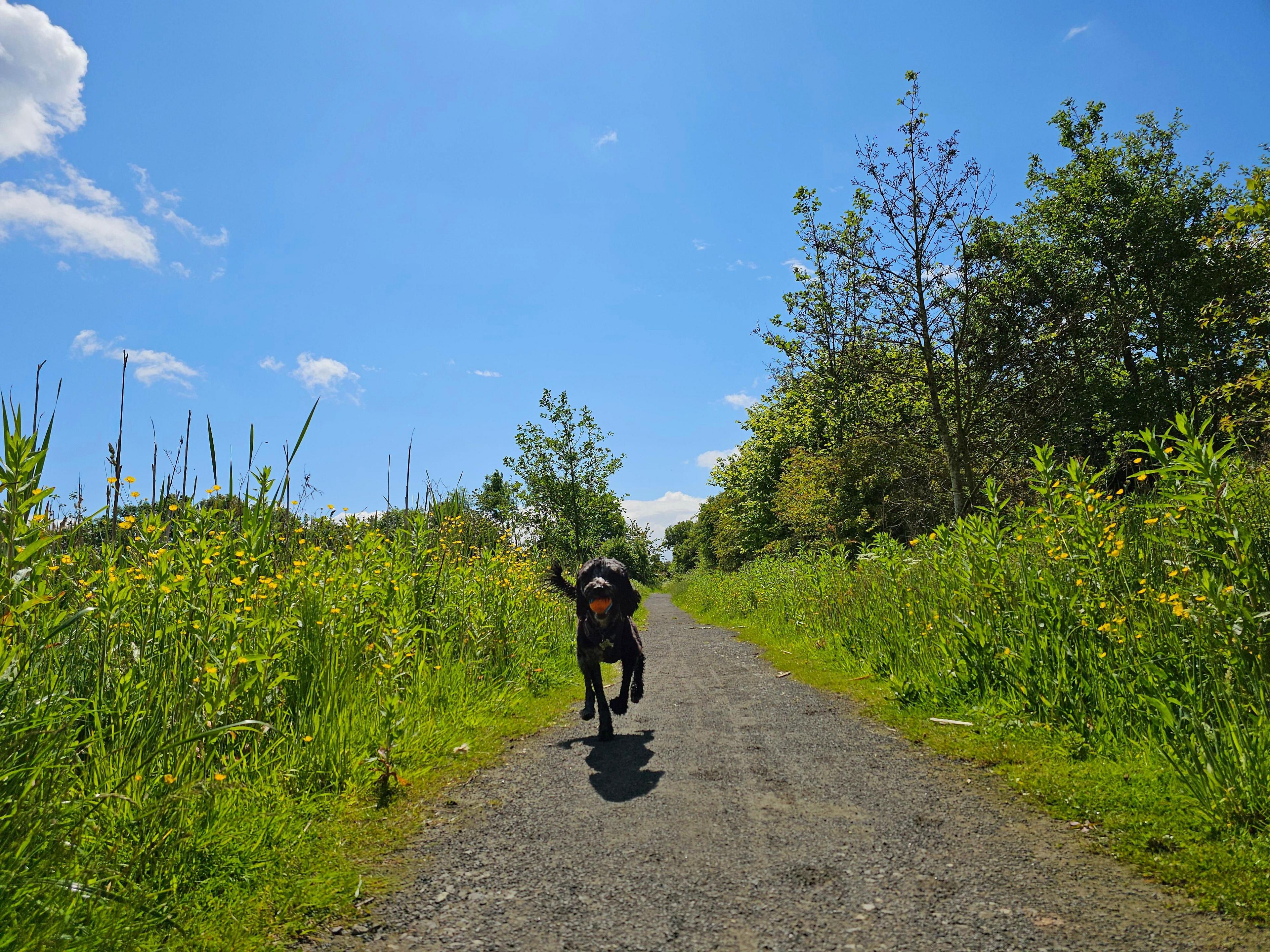 Dog with a ball in its mouth running down a path on a sunny day