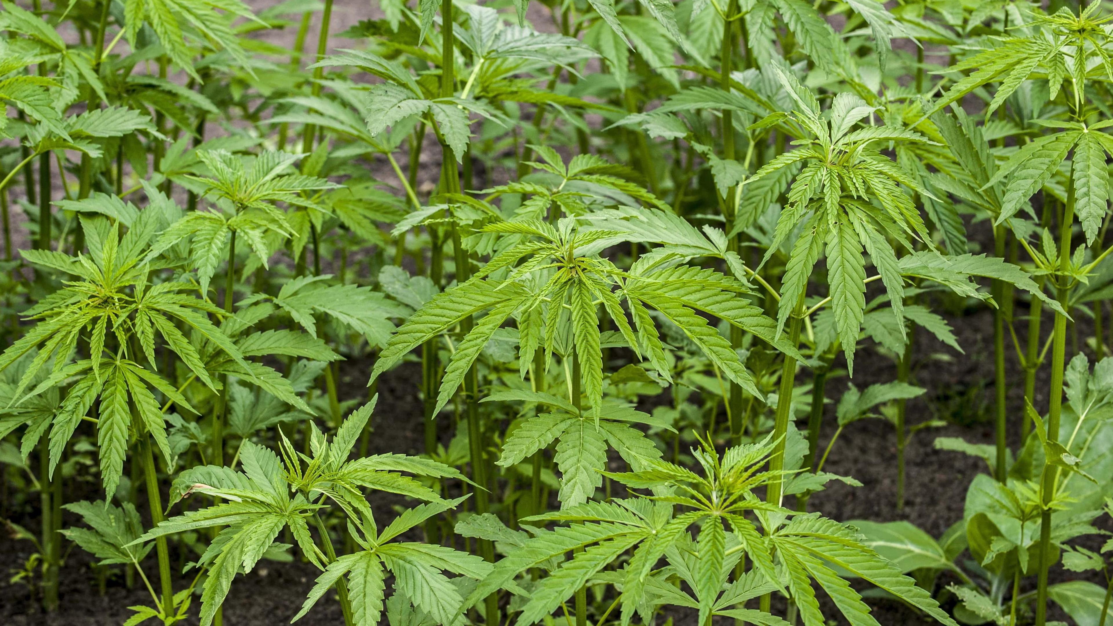 Several cannabis plants growing side by side.