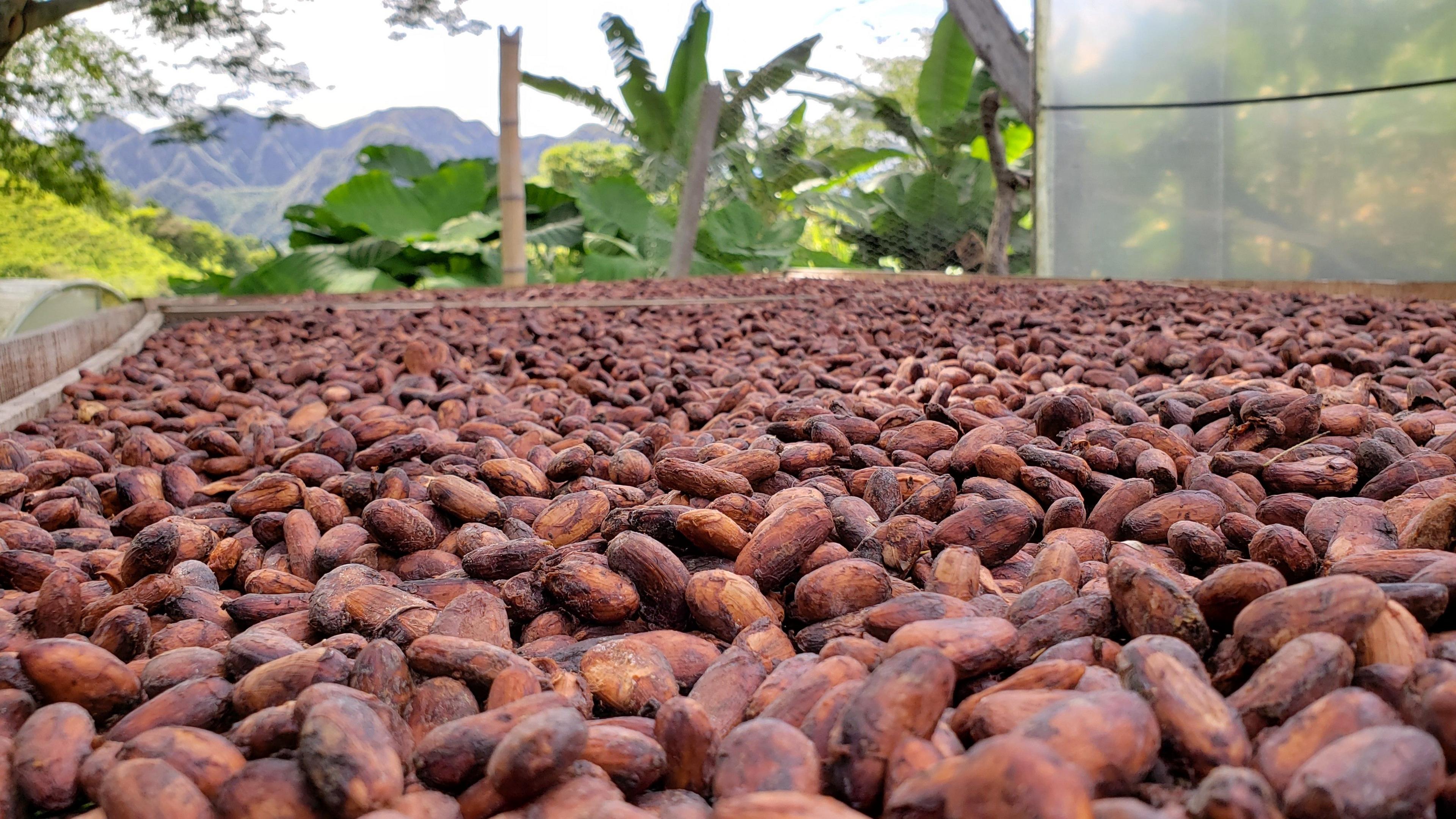A view of cocoa beans fermenting in a field in Colombia.