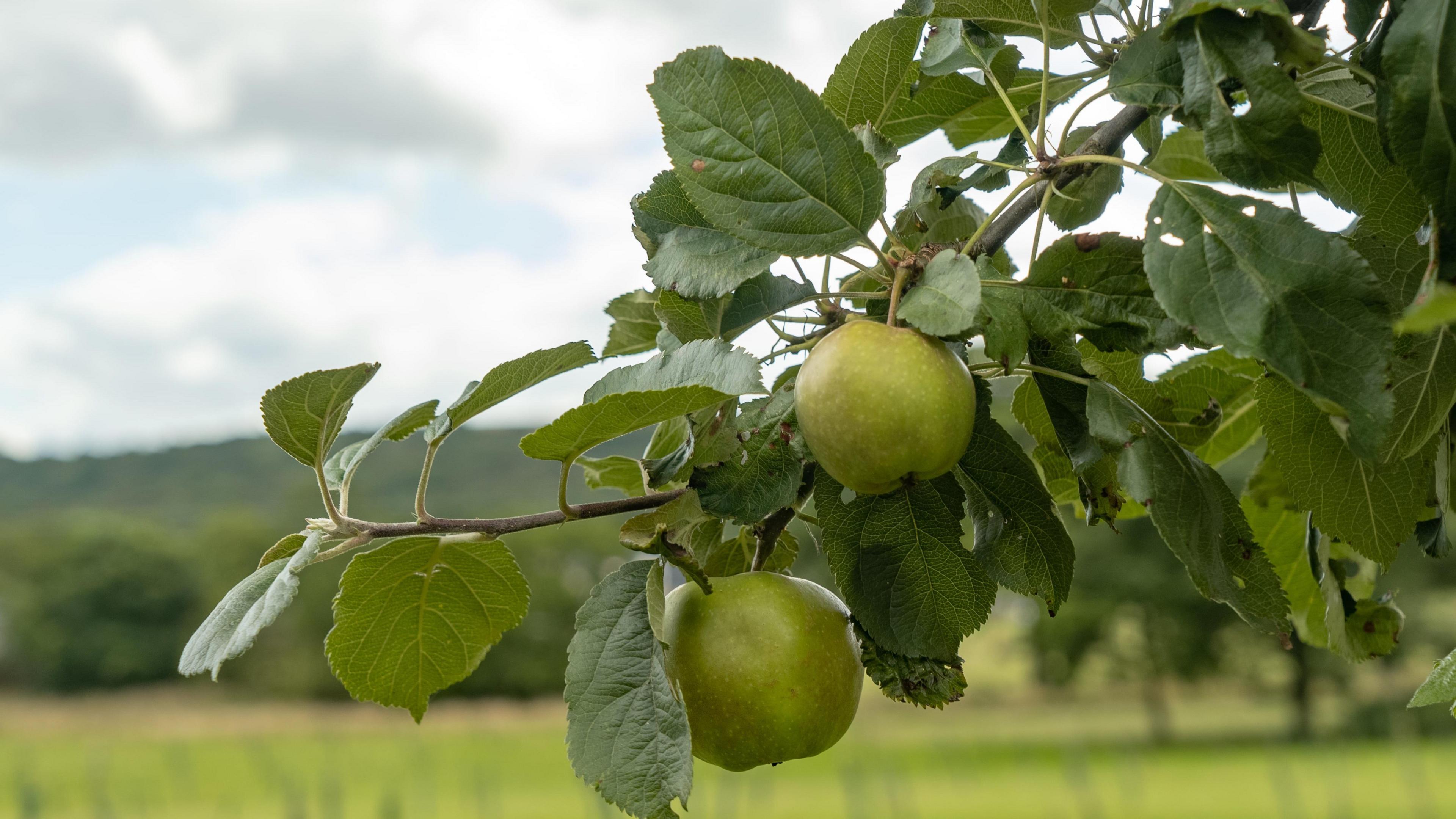 Close up shot of green apples on an apple tree