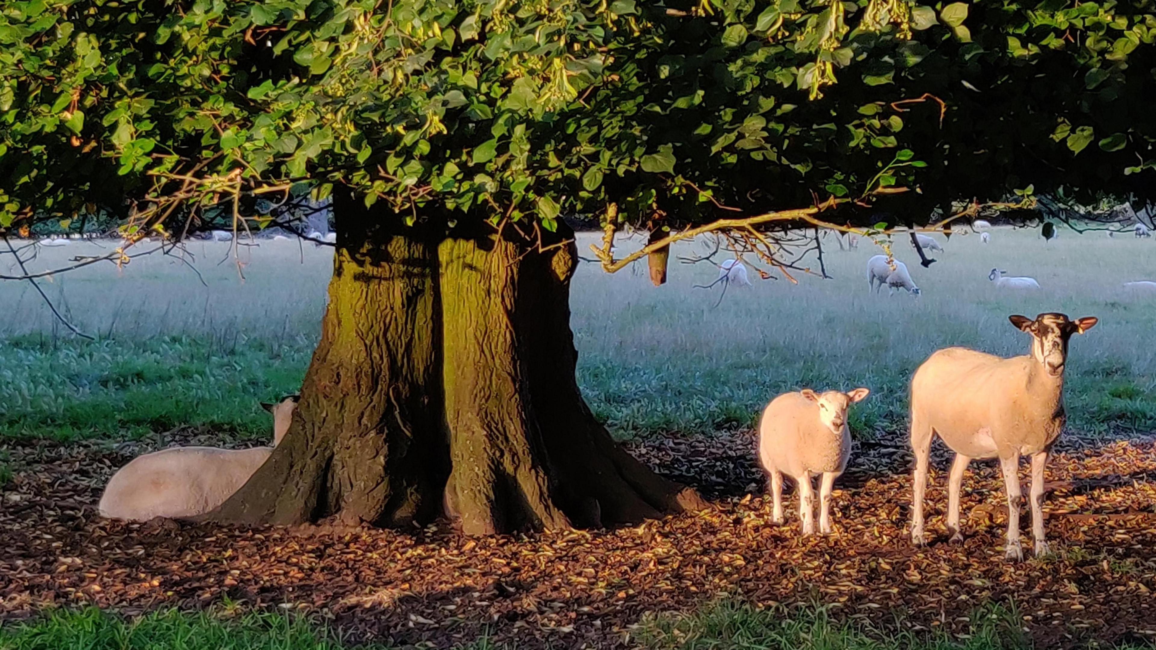 Two sheep stand in sunshine to the right of a beech tree whilst one lies in shade of it's canopy behind it to the left