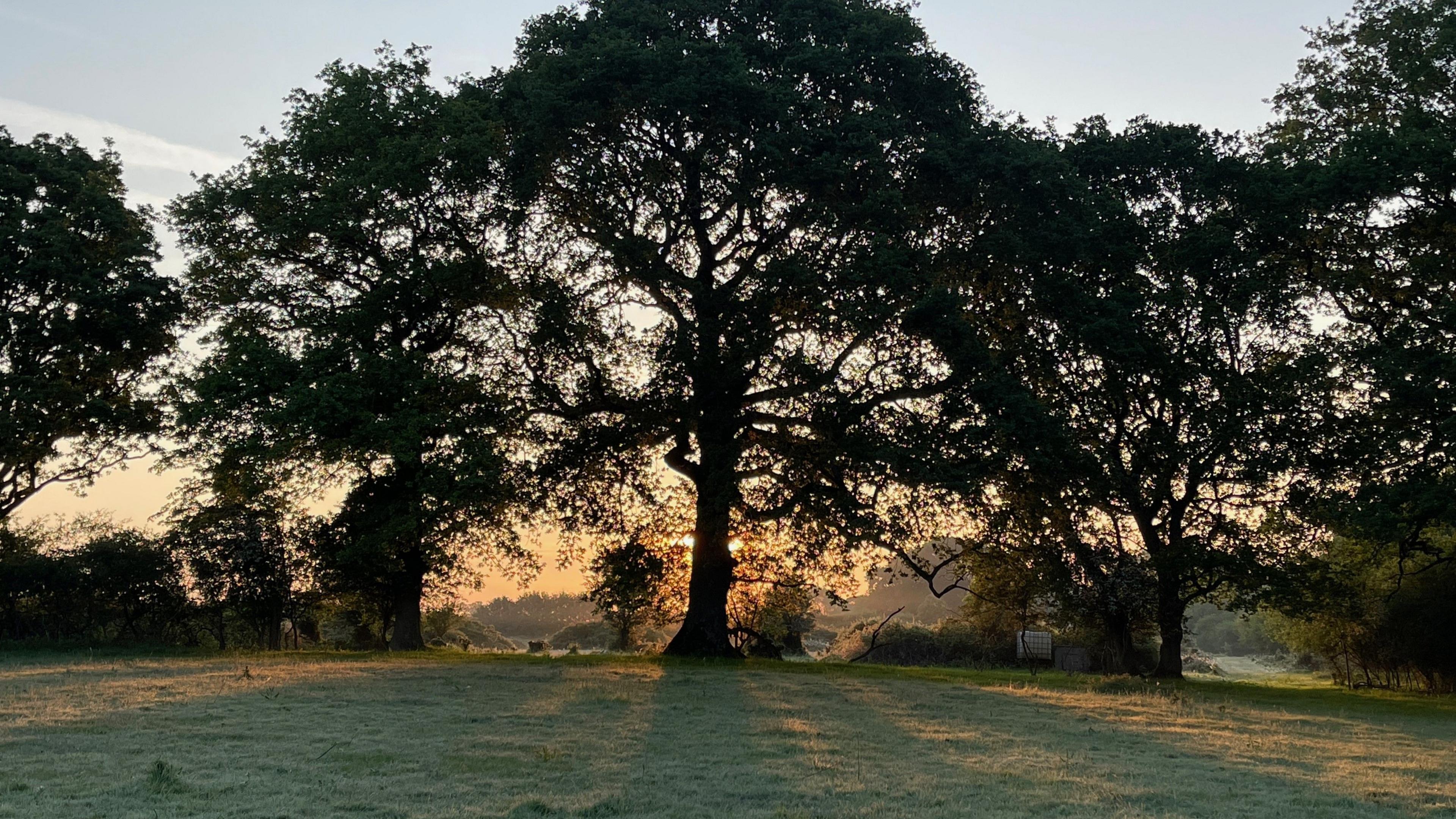 Knepp Estate