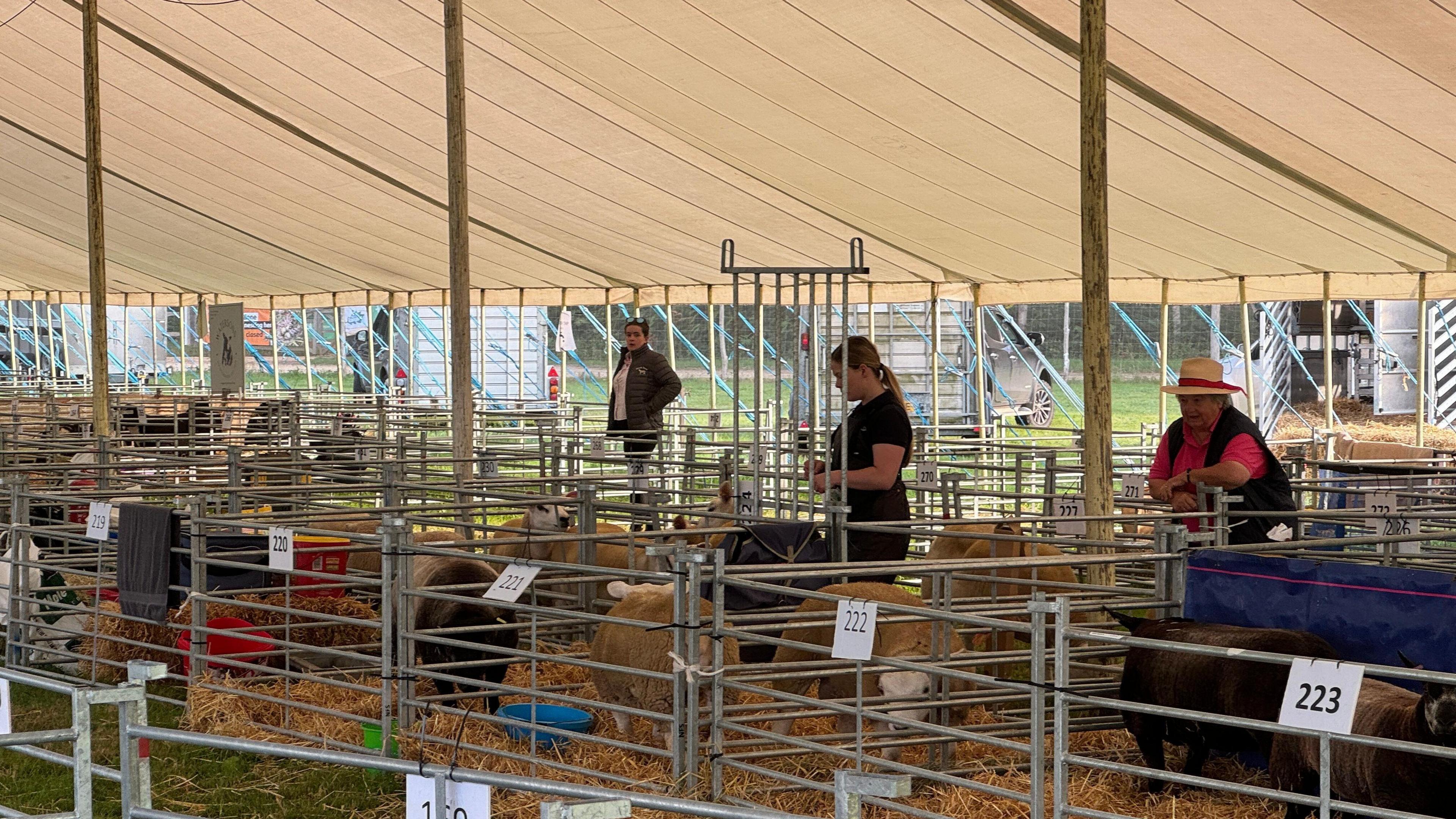 Sheep penned in by metal gates, with what looks like their owners stood watching them. Each pen has a number in front. They are under a white marquee