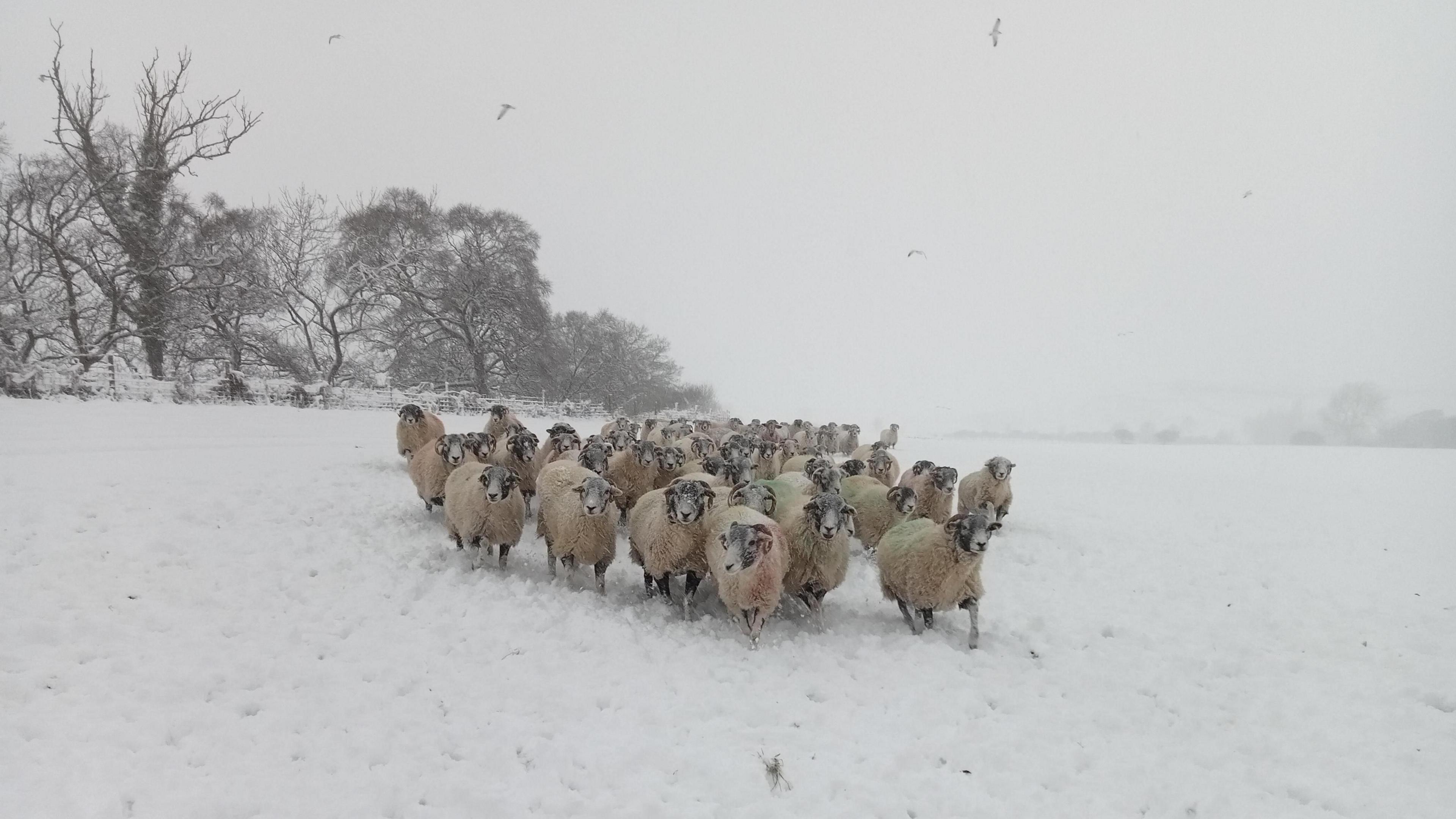 A flock of sheep are running through a snowy field.