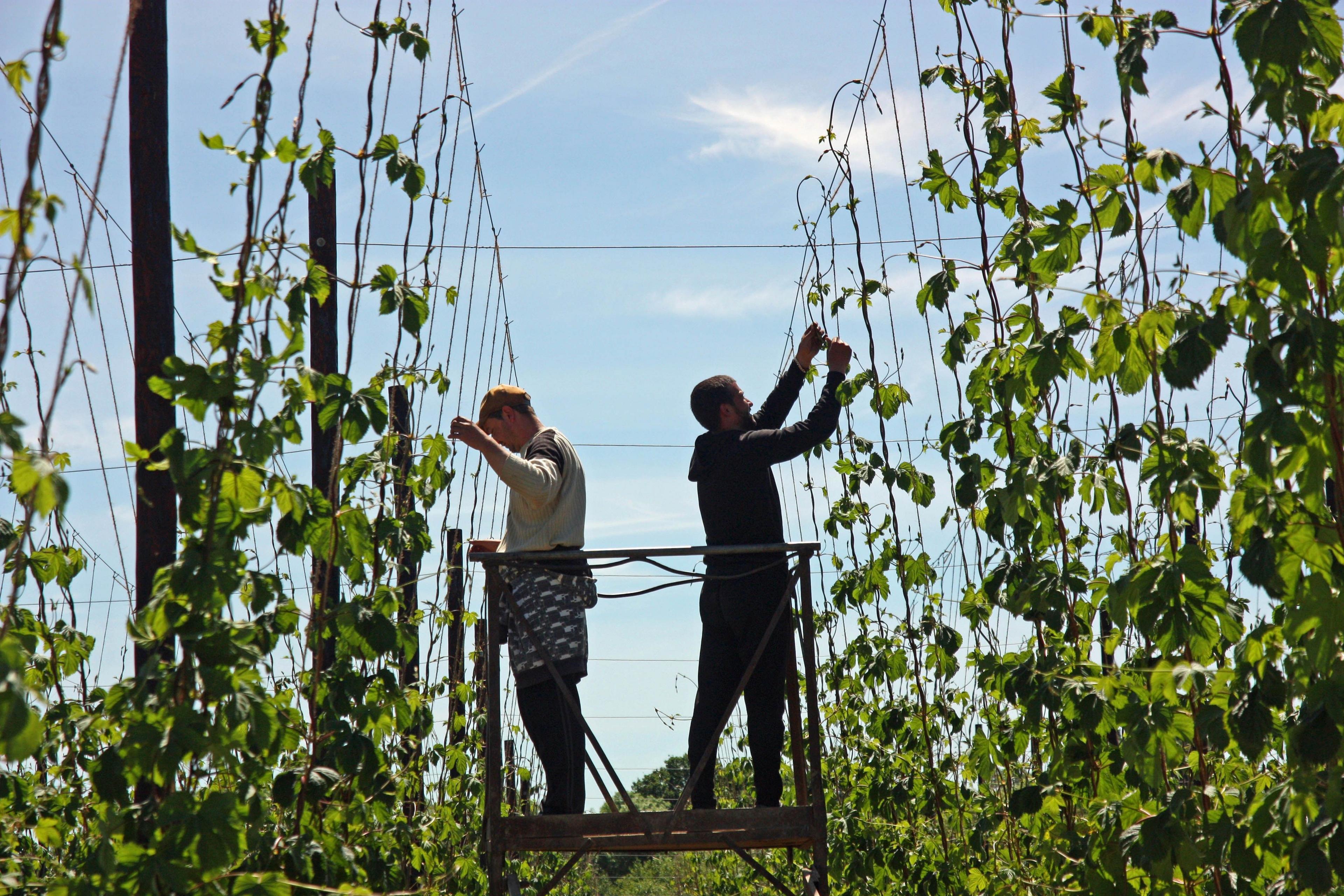 Hop pickers at work