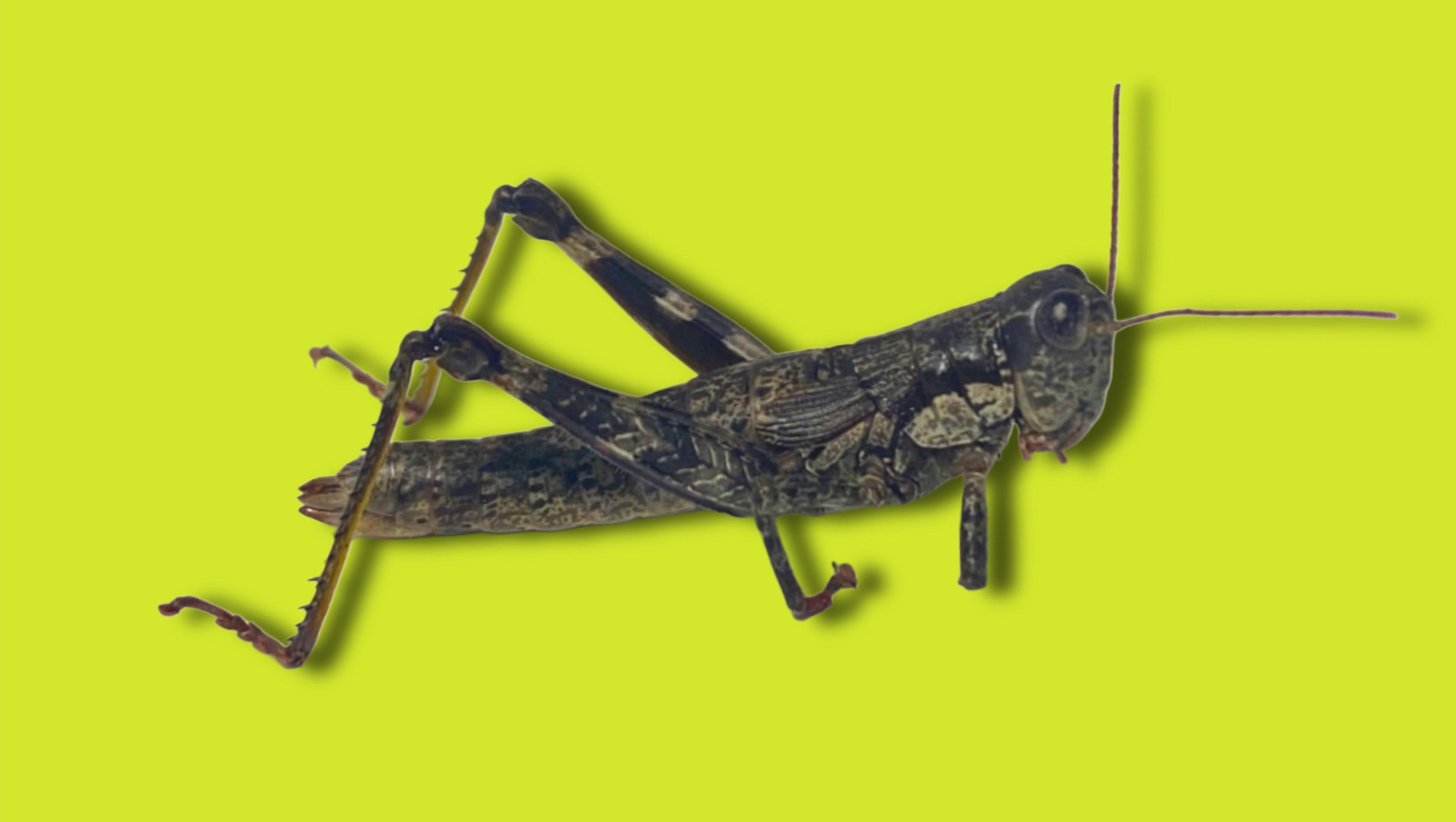 Appalachian grasshopper 