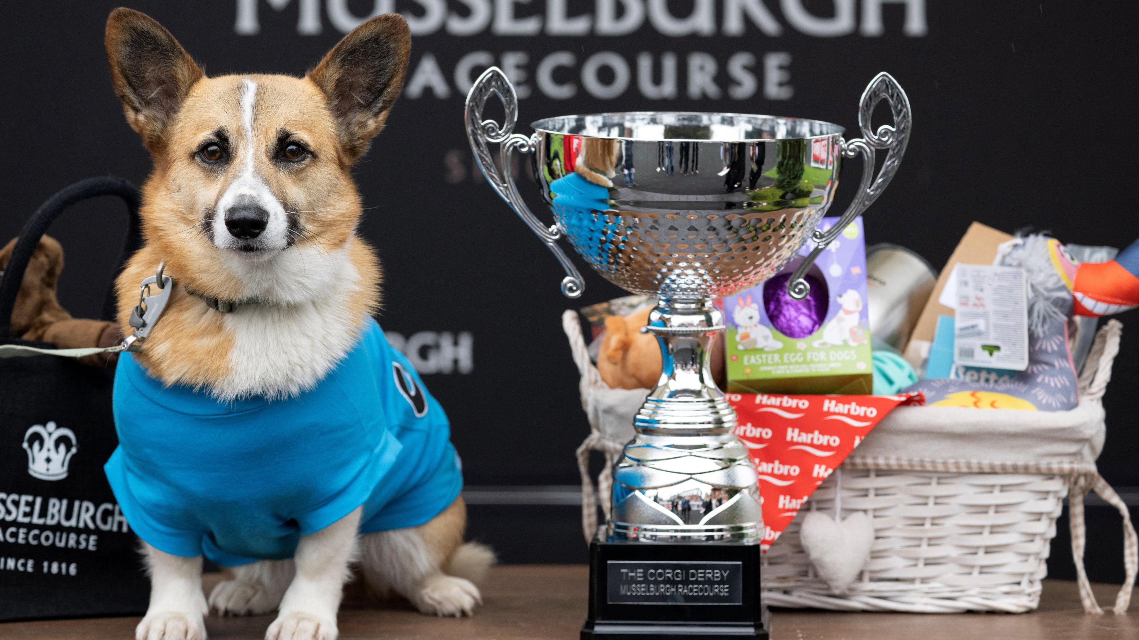 Islay, a three-year-old corgi sits in a blue jacket next to a large silver trophy and a hamper of dog goodies.