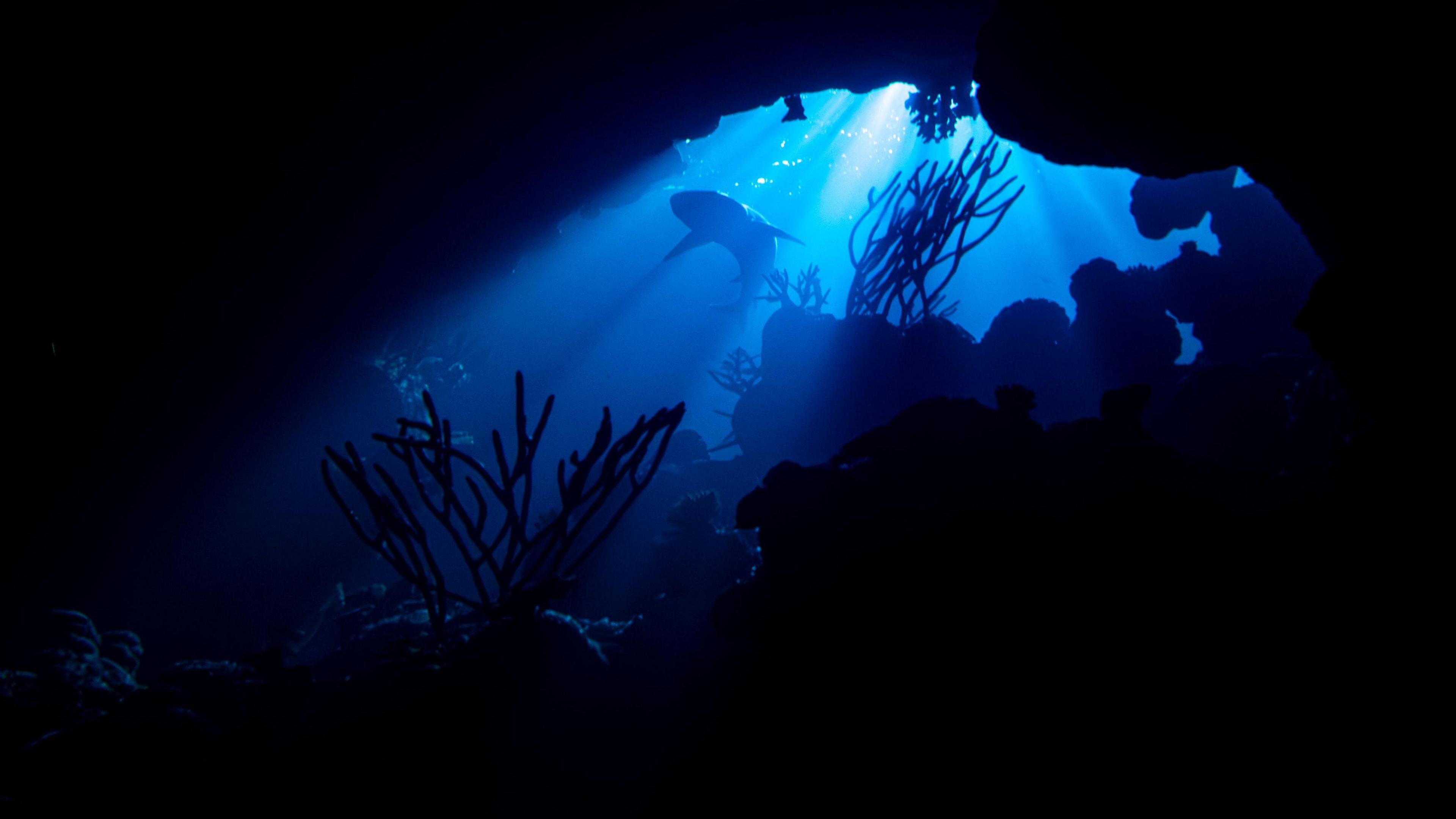 Photograph shows under the ocean. Shards of sun light can be seen coming from the surface of the sea, shadows of plants can be seen on the seabed, and the outline of a grey reef shark is curving through the water.
