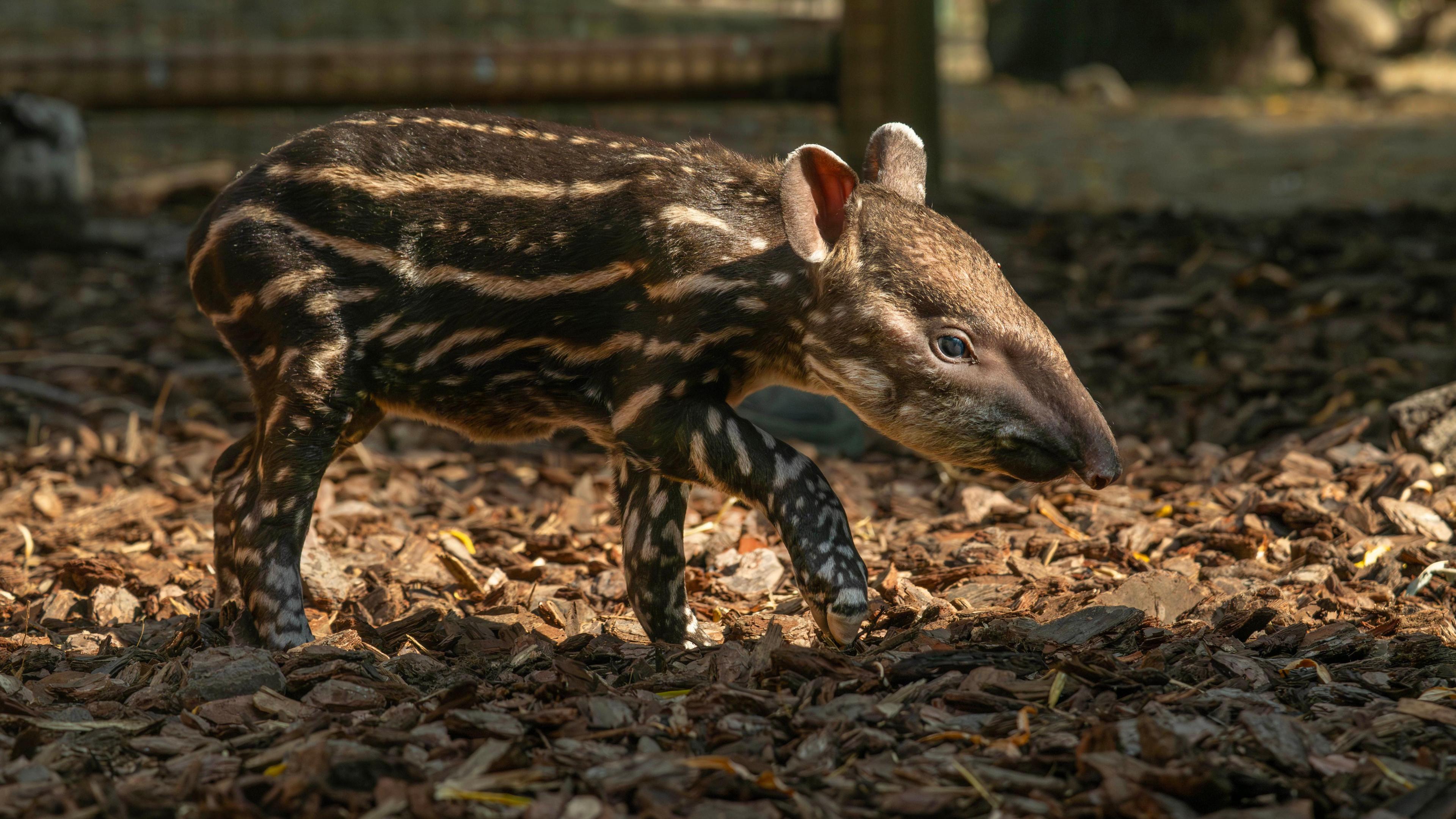 A striped tapir calf walks across a bark-covered enclosure in sunlight.
