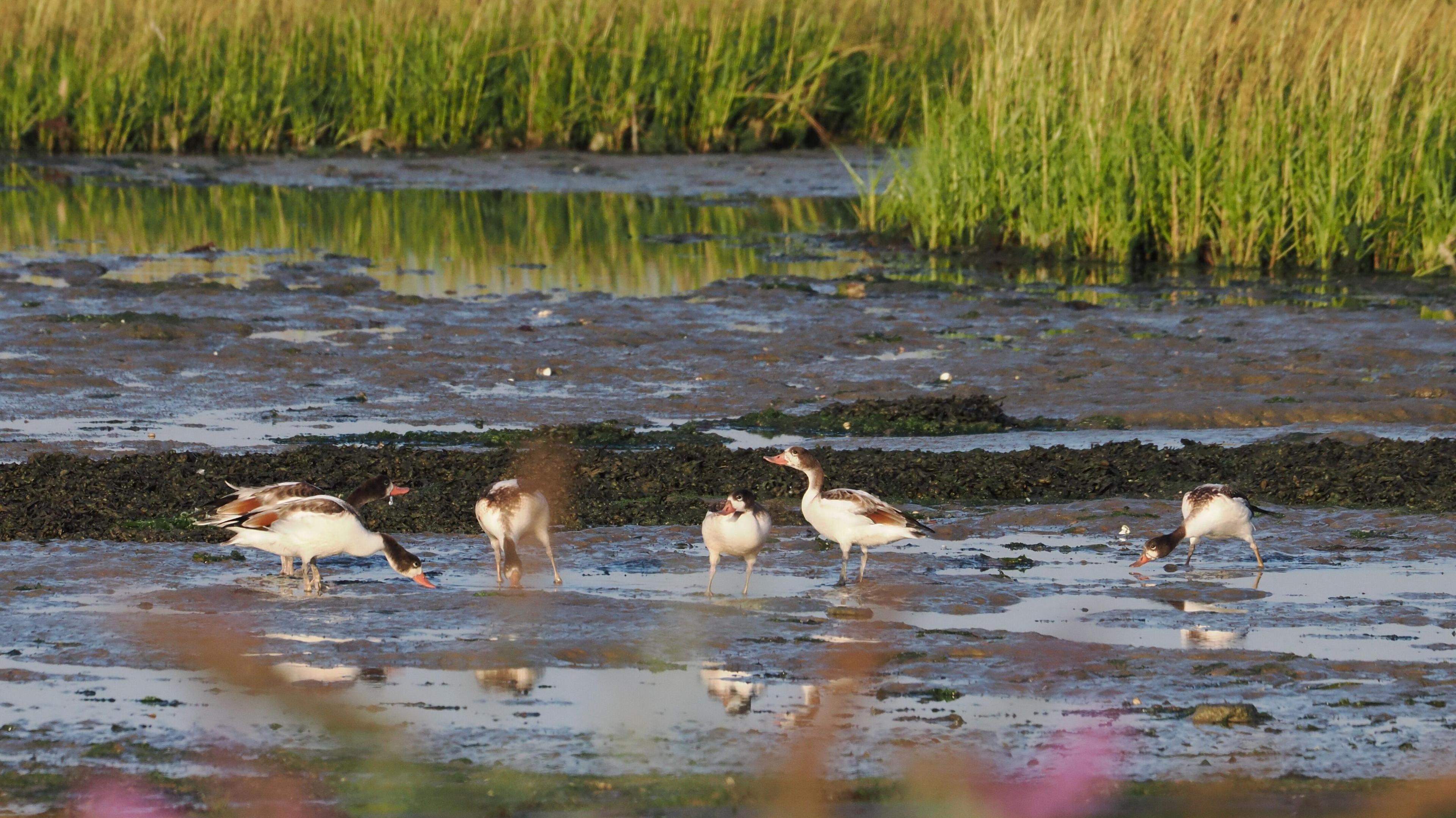 A group of immature shelducks wade in the water at Pegwell Bay