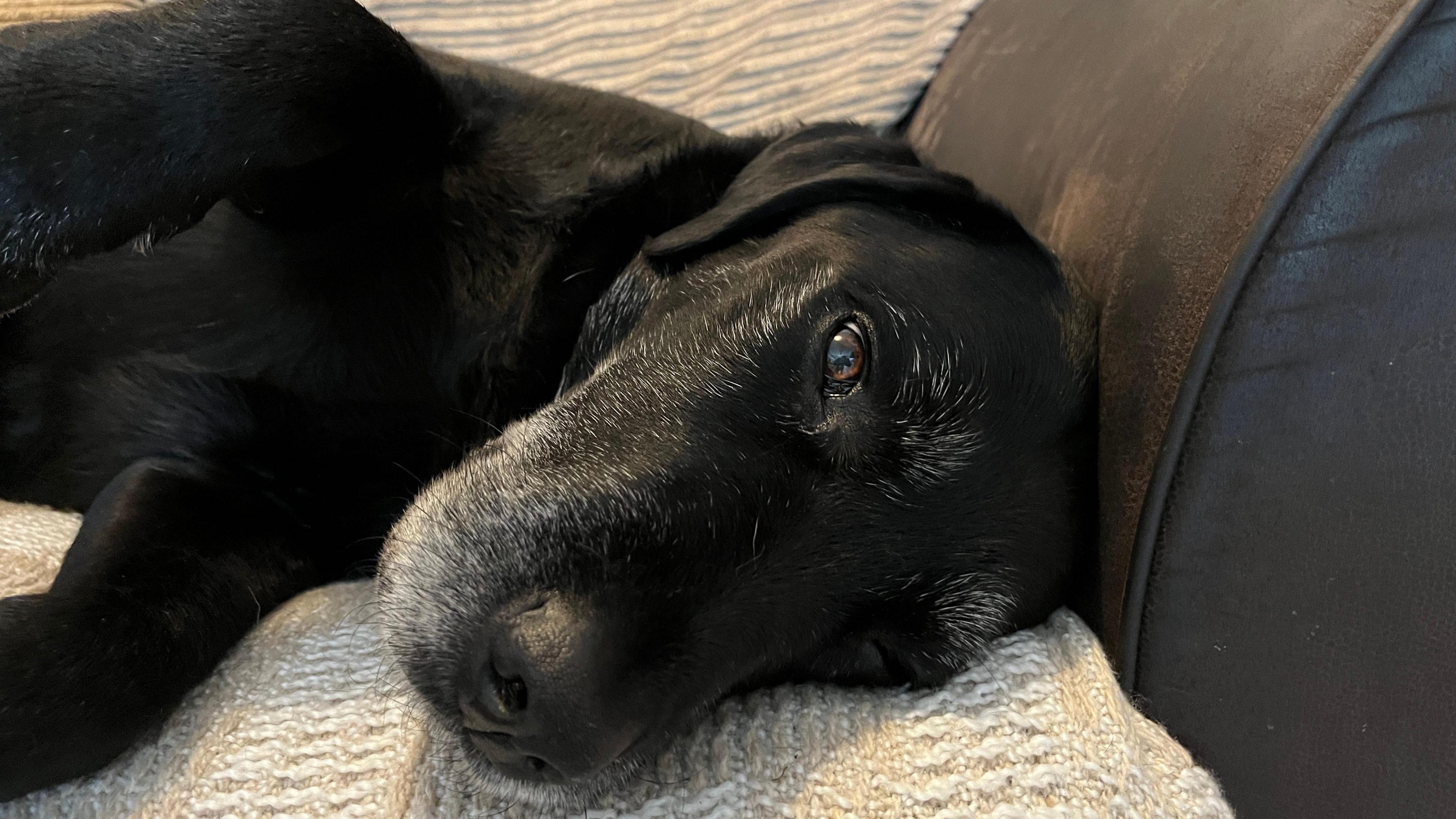 A black Labrador lying on his side on a sofa.