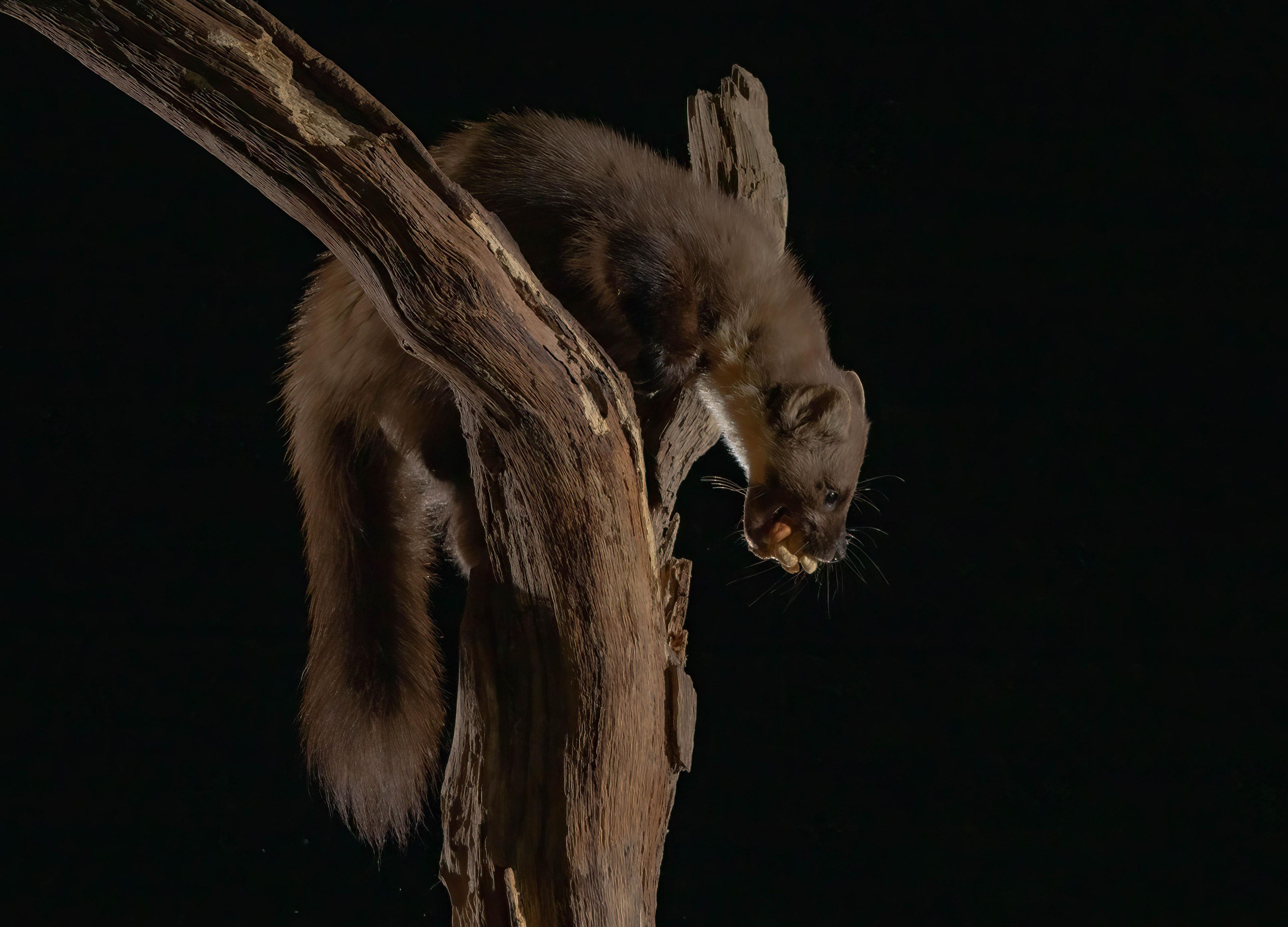 A pine marten climbs a tree