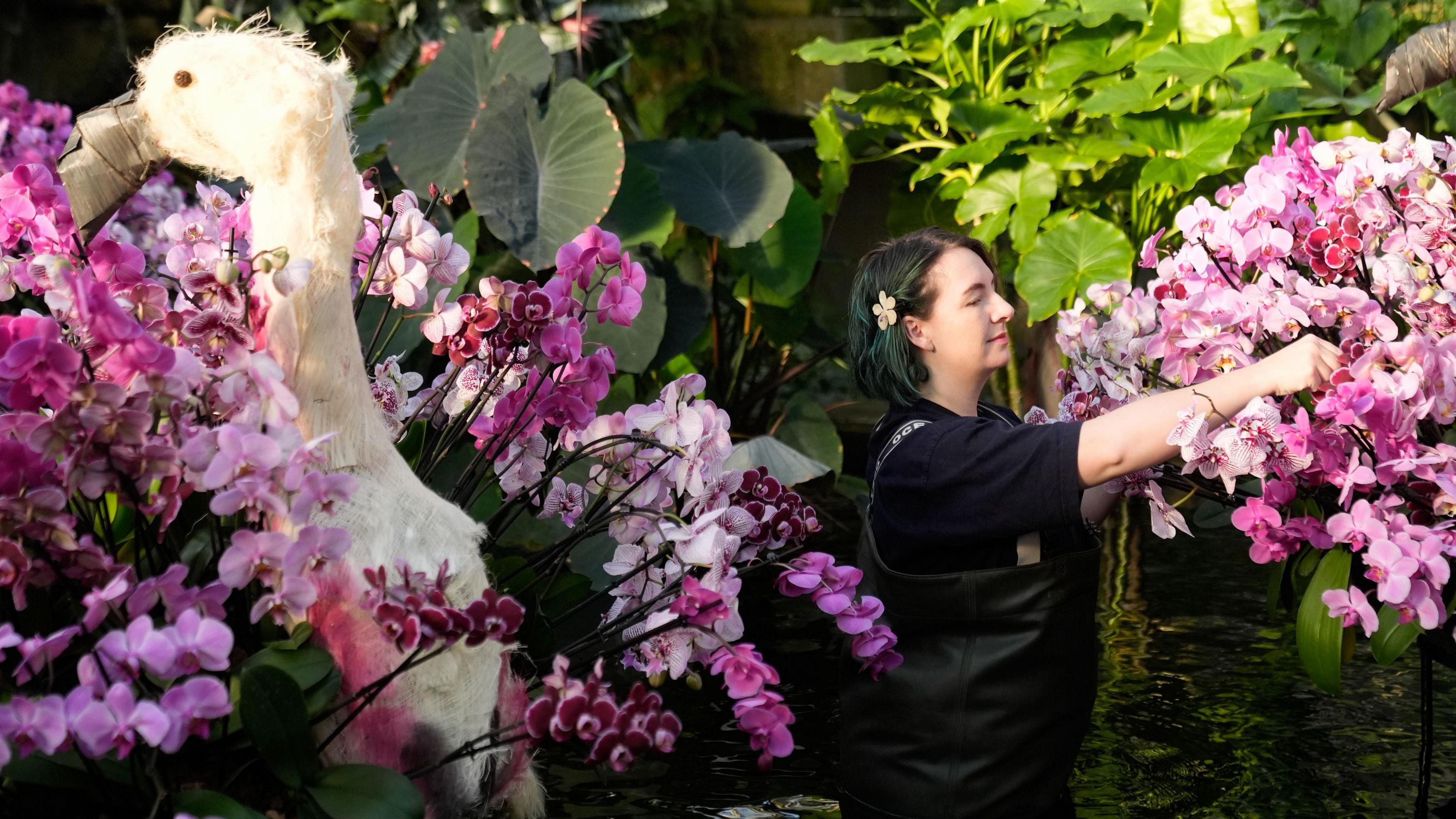 Woman arranging bright pink orchids. She is wearing all black - waders and a T-shirt and is standing in a pond