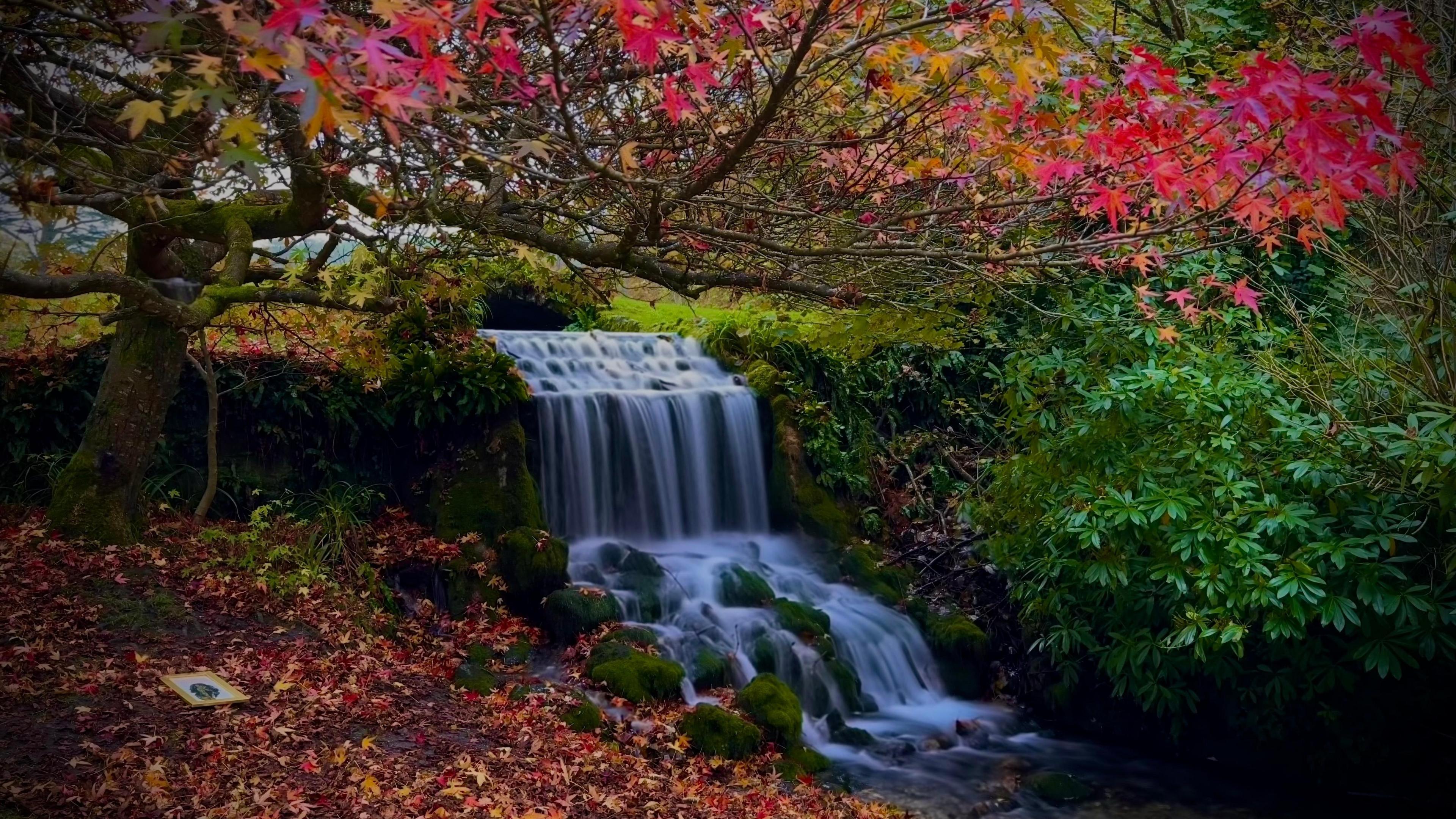 Little Bredy waterfall in the centre of the picture, the water is white over moss-coloured stones. There are red leaves overhead and on the ground next to the water. There is a bush with green leaves.