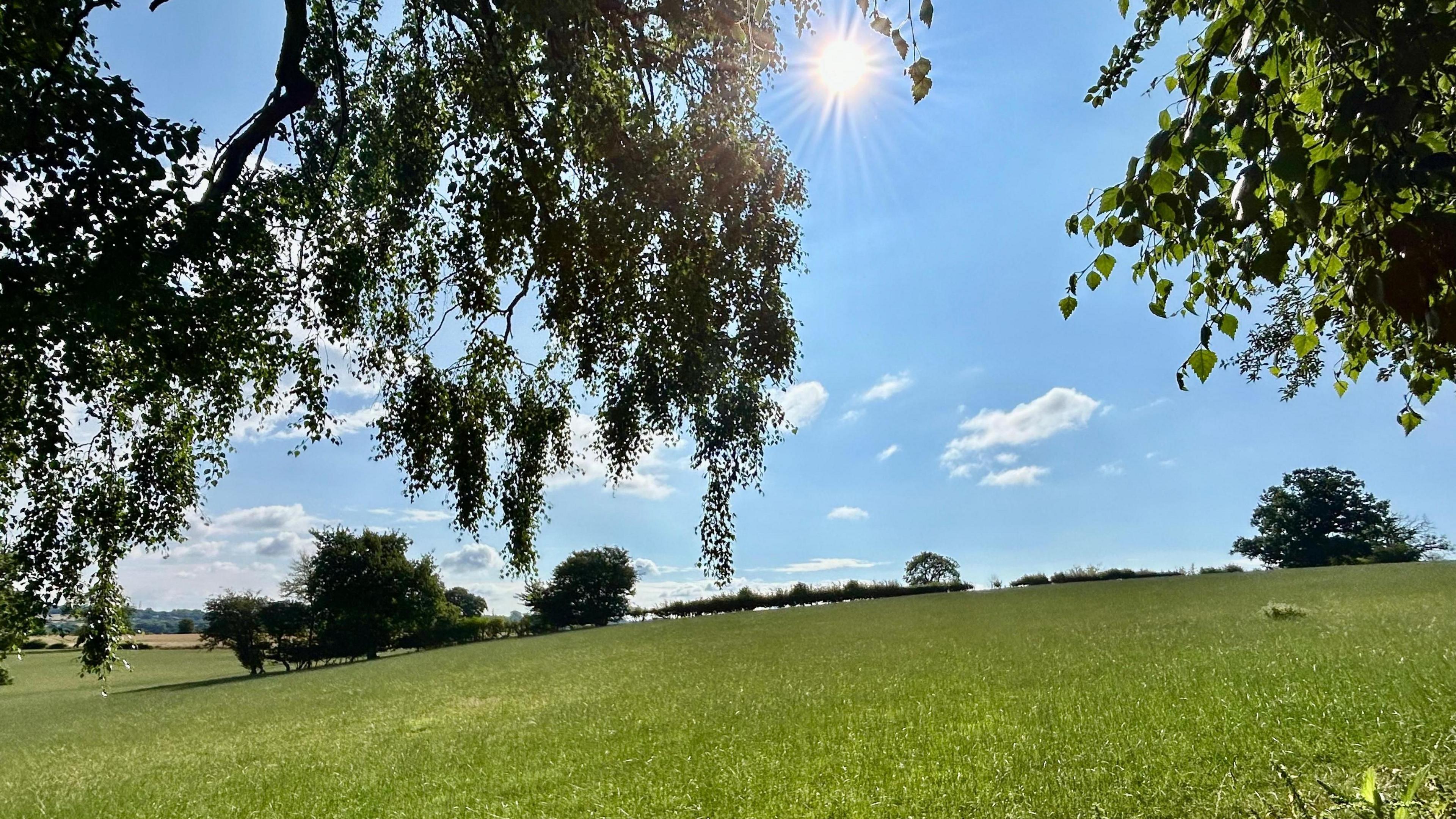 Sunshine in a blue sky with trees overhead and green grass underneath