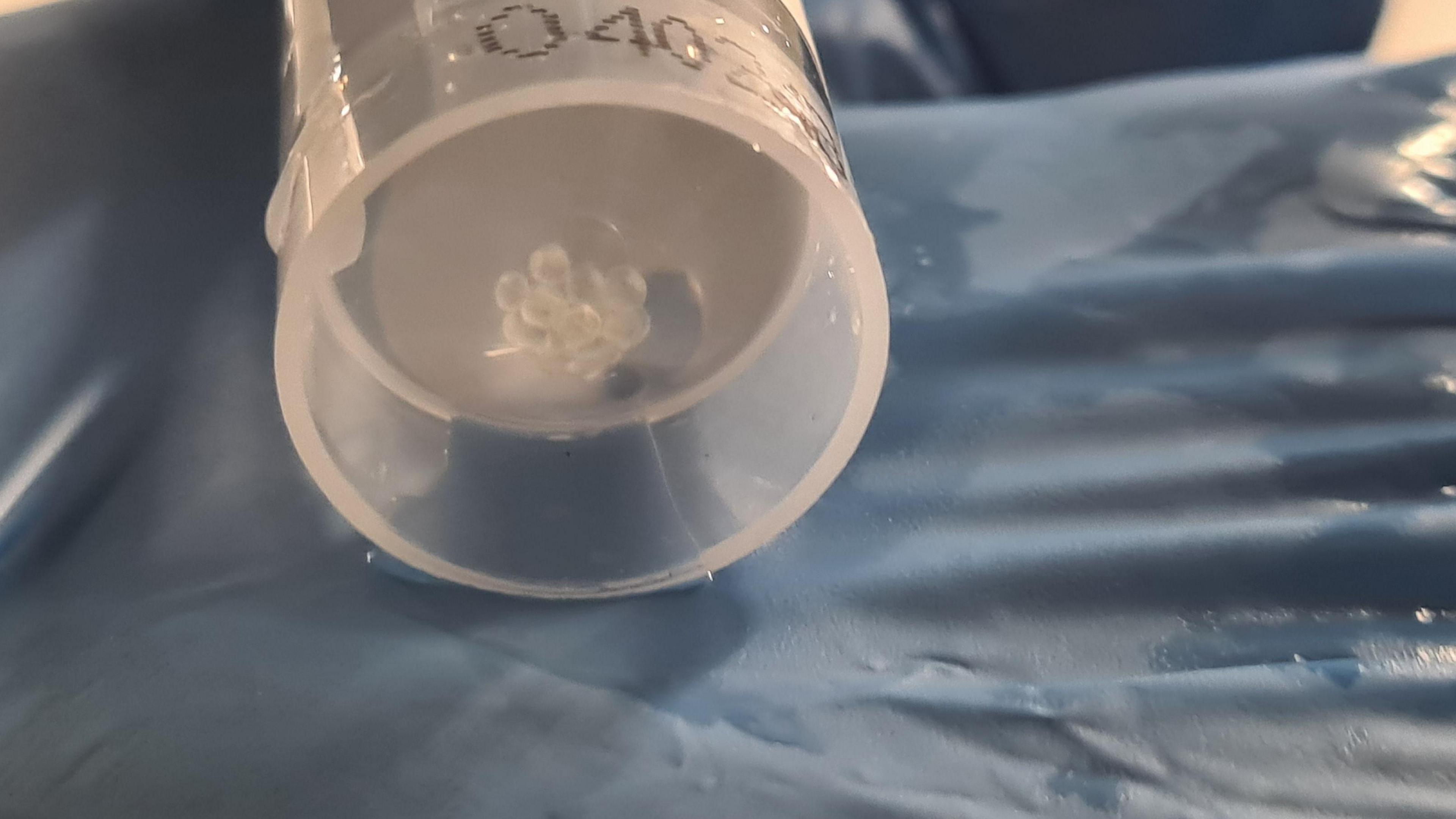 A test tube with a cluster of fish eggs inside is being tipped onto a blue latex surface.