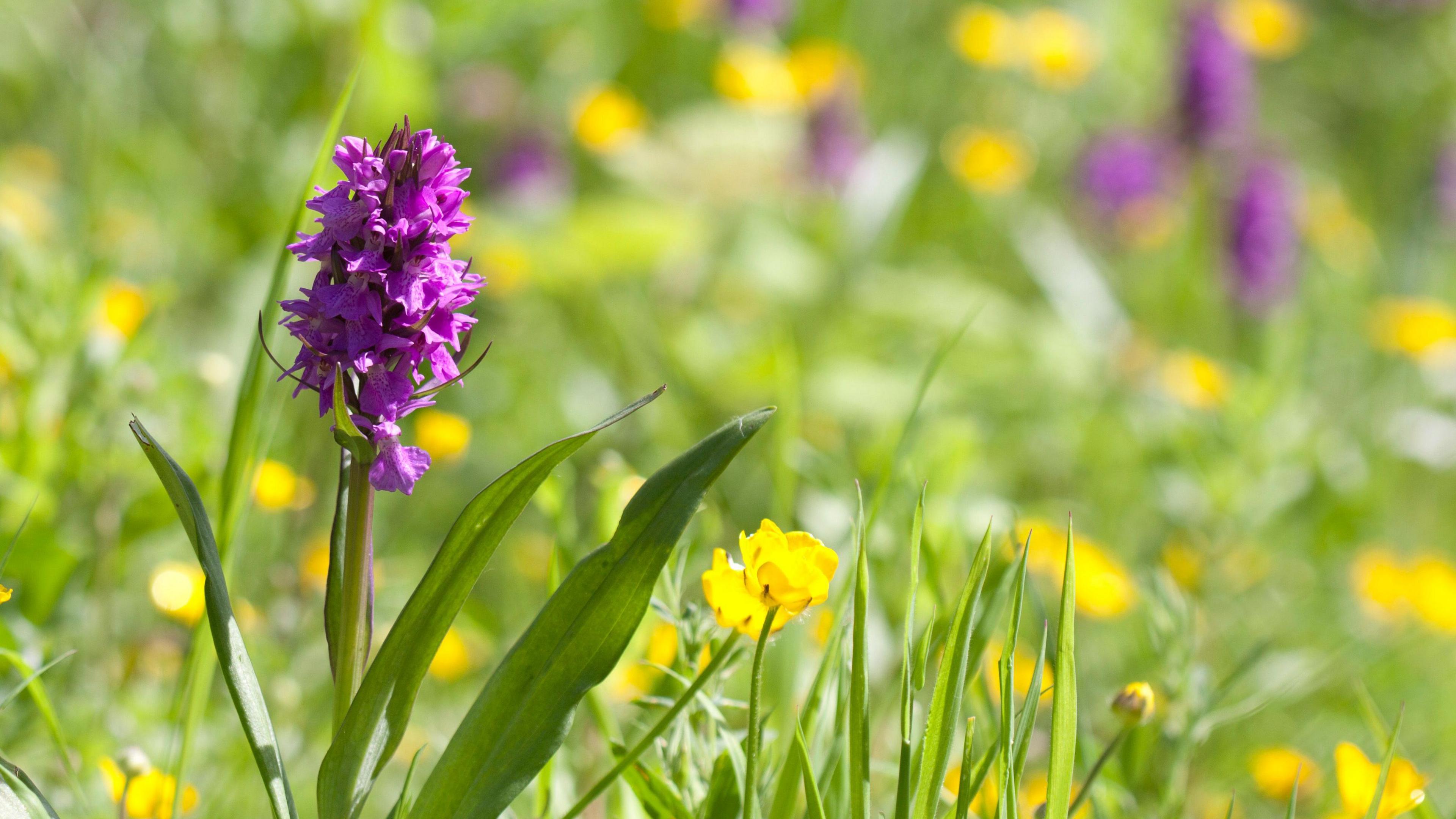 Orchids and buttercups at Wilwell Farm Cutting Nature Reserve