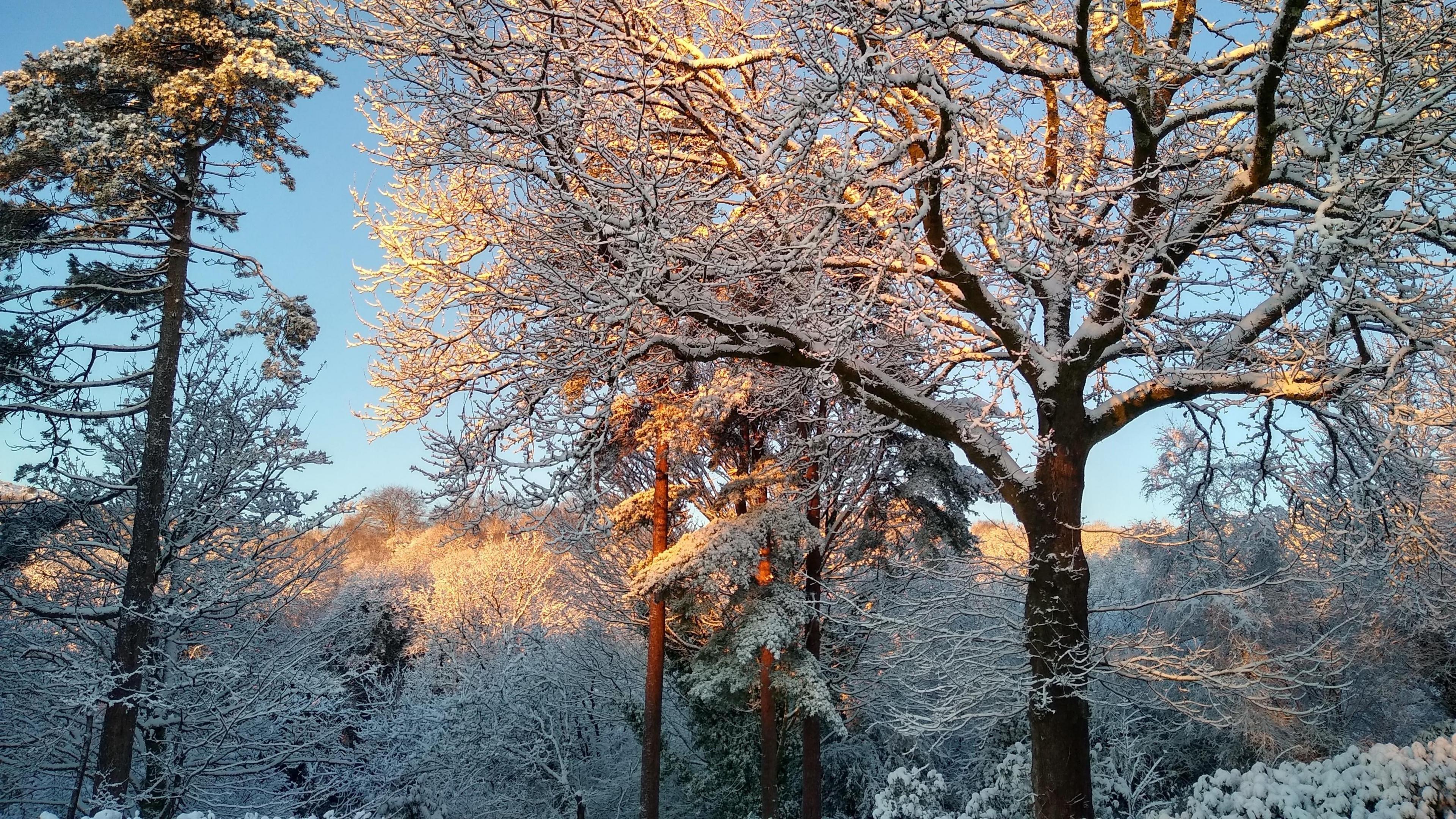 A wood of mature trees are covered in snow.