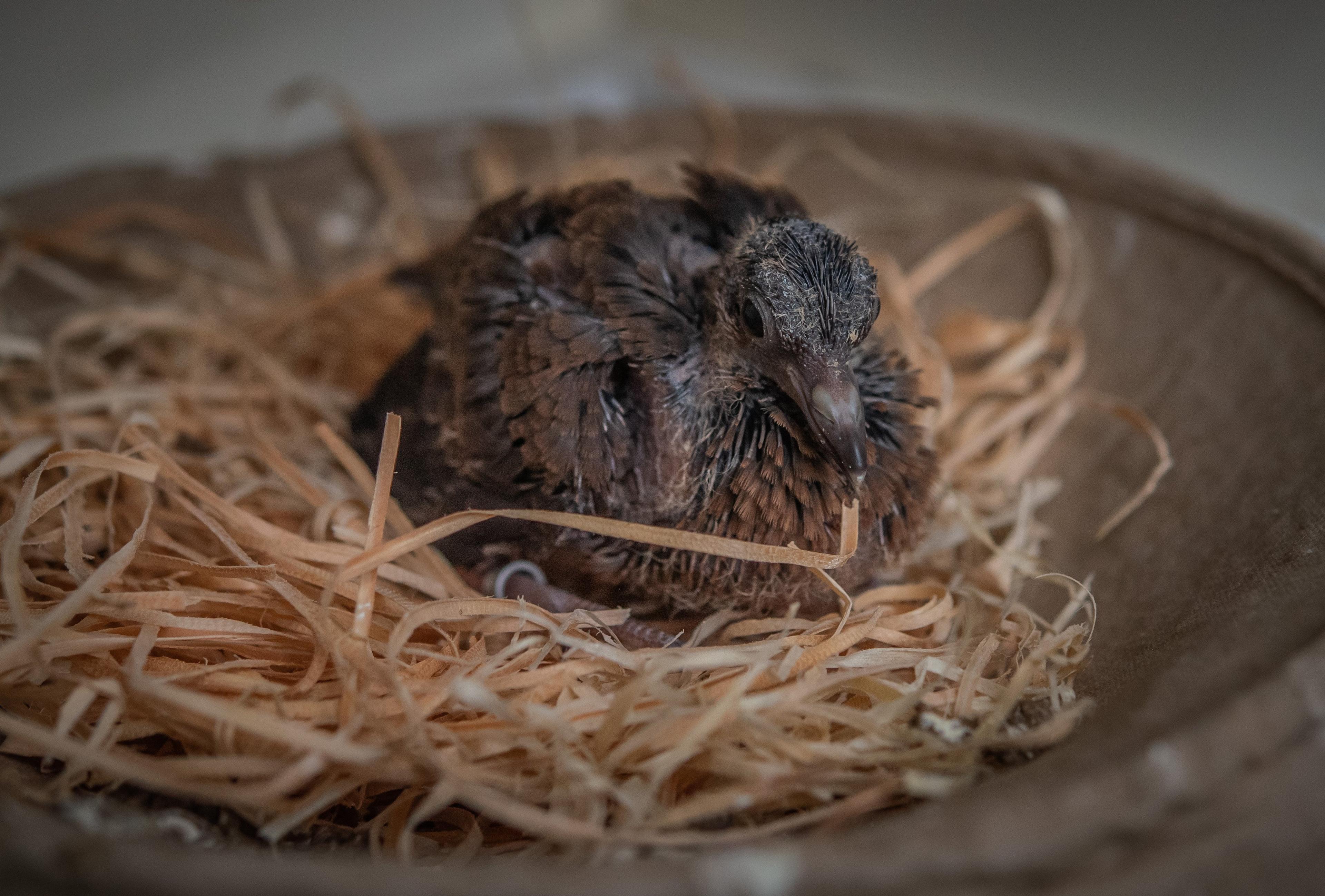 Socorro dove chick