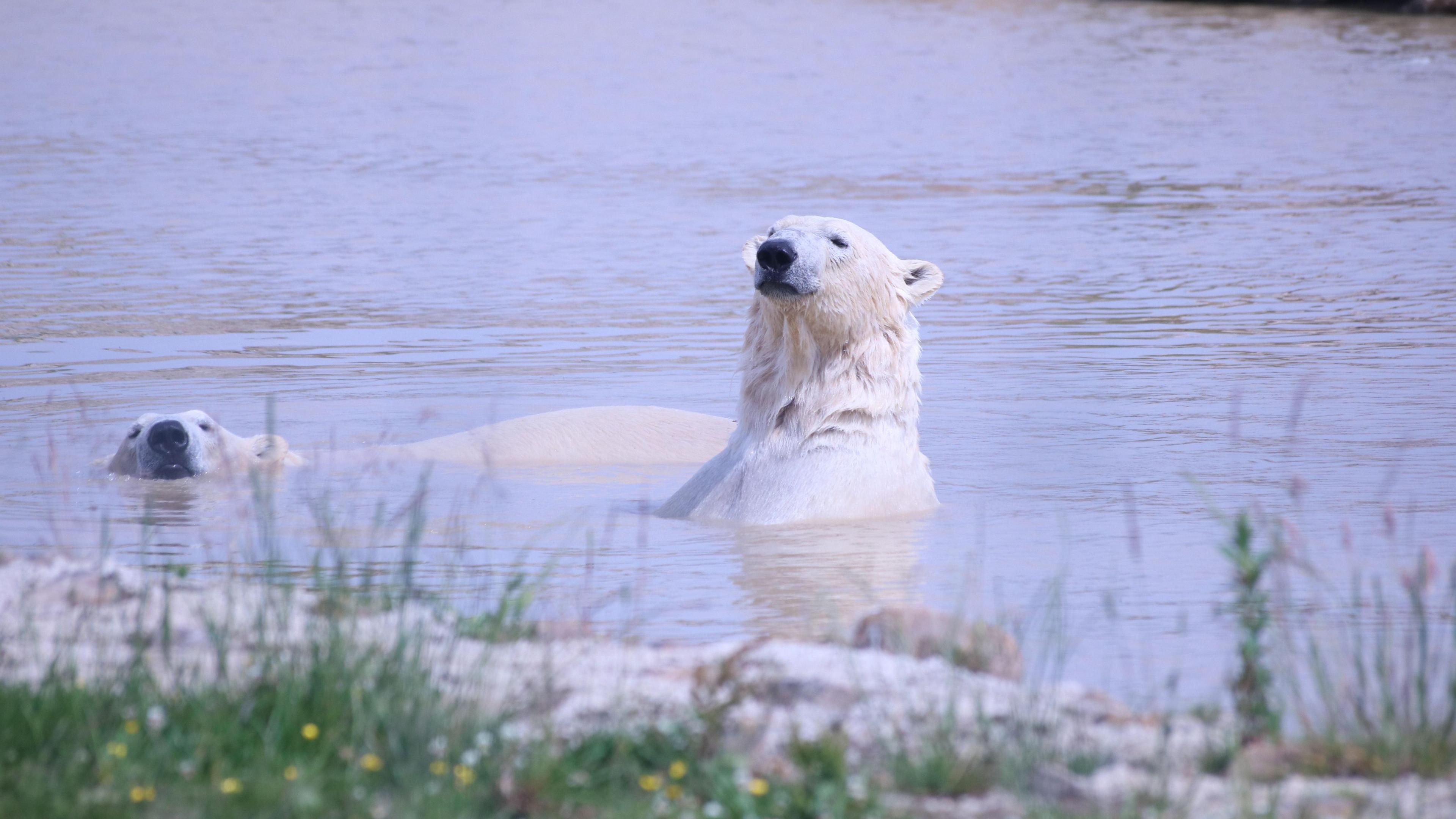 Two polar bears in a large pool in an enclosure. One has its head just above the water as it swims. The other is propped up and the top of its chest can be seen above the water.