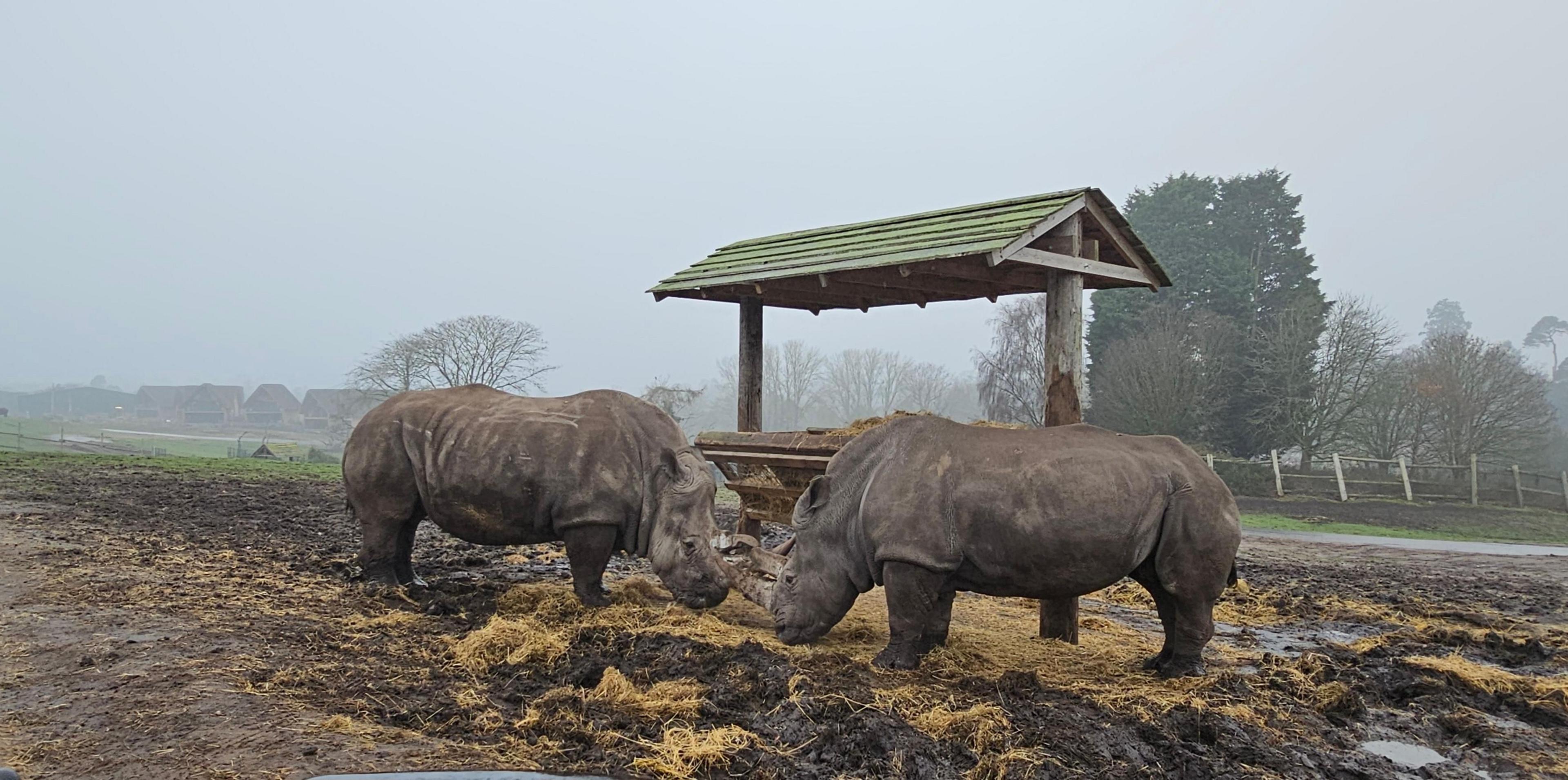 Two rhino at West Midlands Safari Park in a muddy field feeding on hay