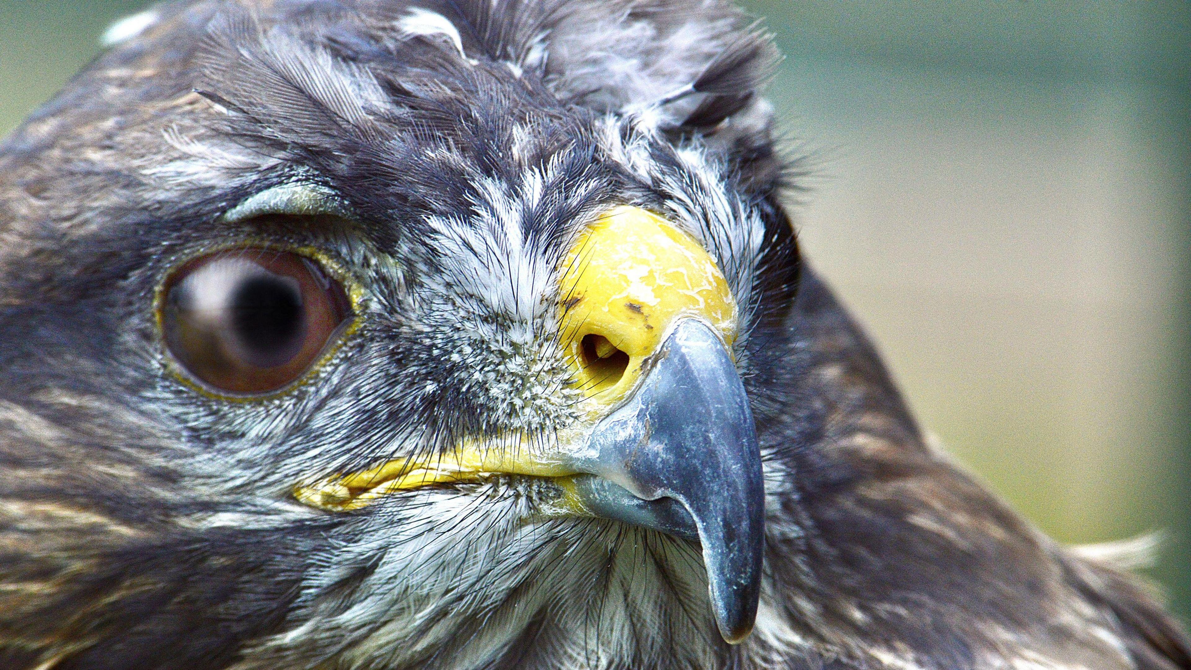 A buzzard