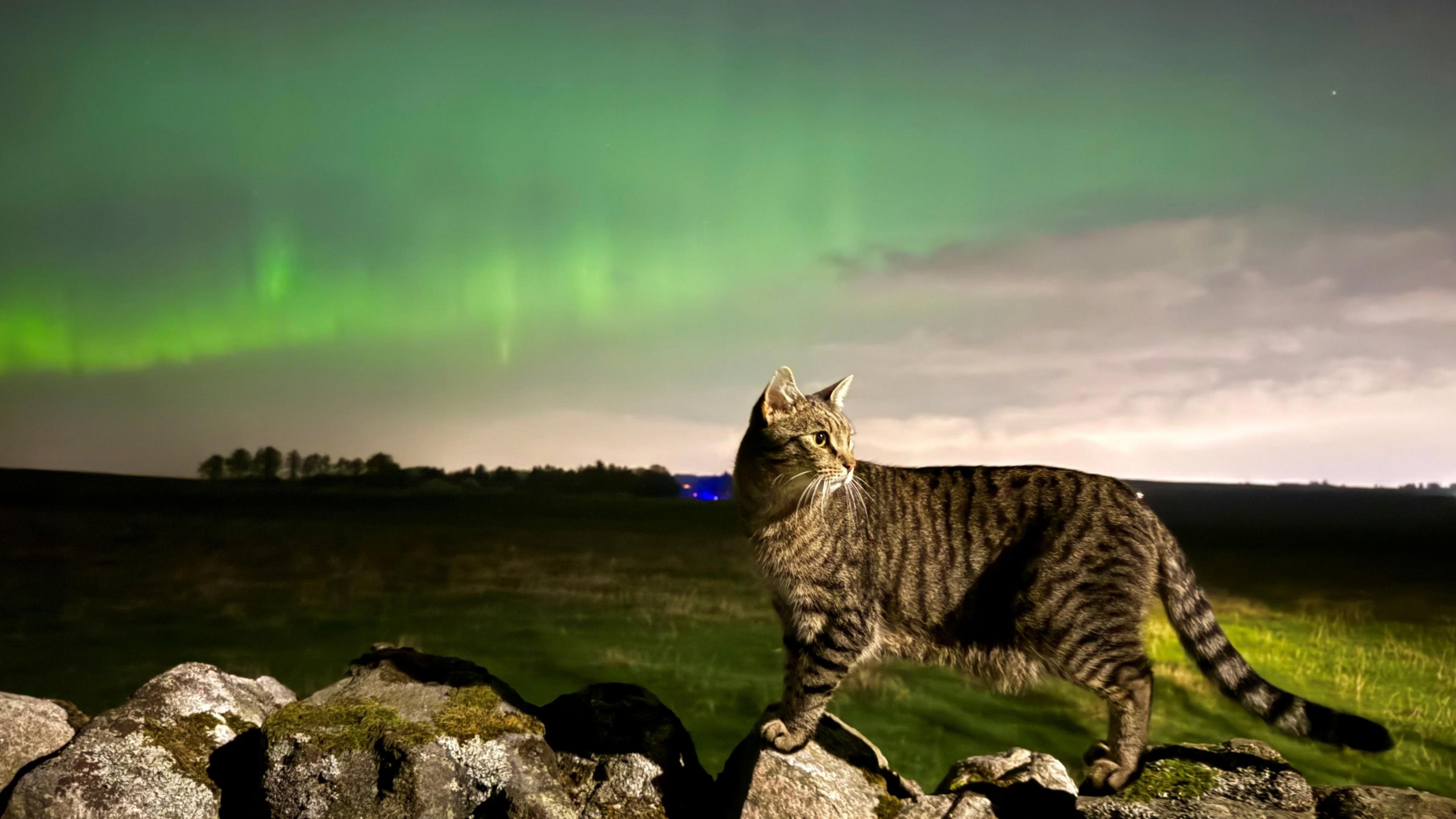 A cat walks across a rocky wall with the green glow of the Northern Lights shining in the sky above it