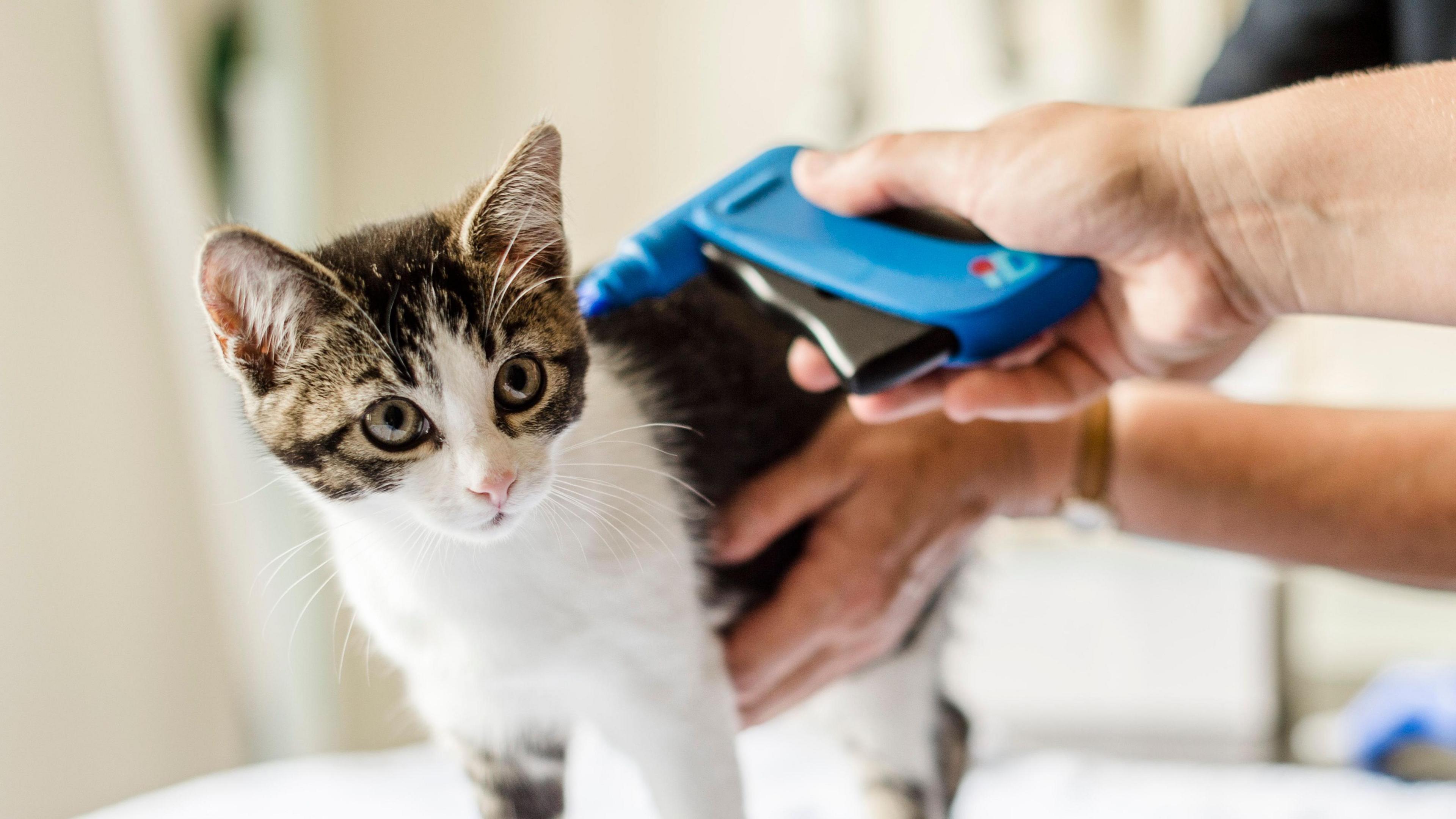 Kitten being microchipped