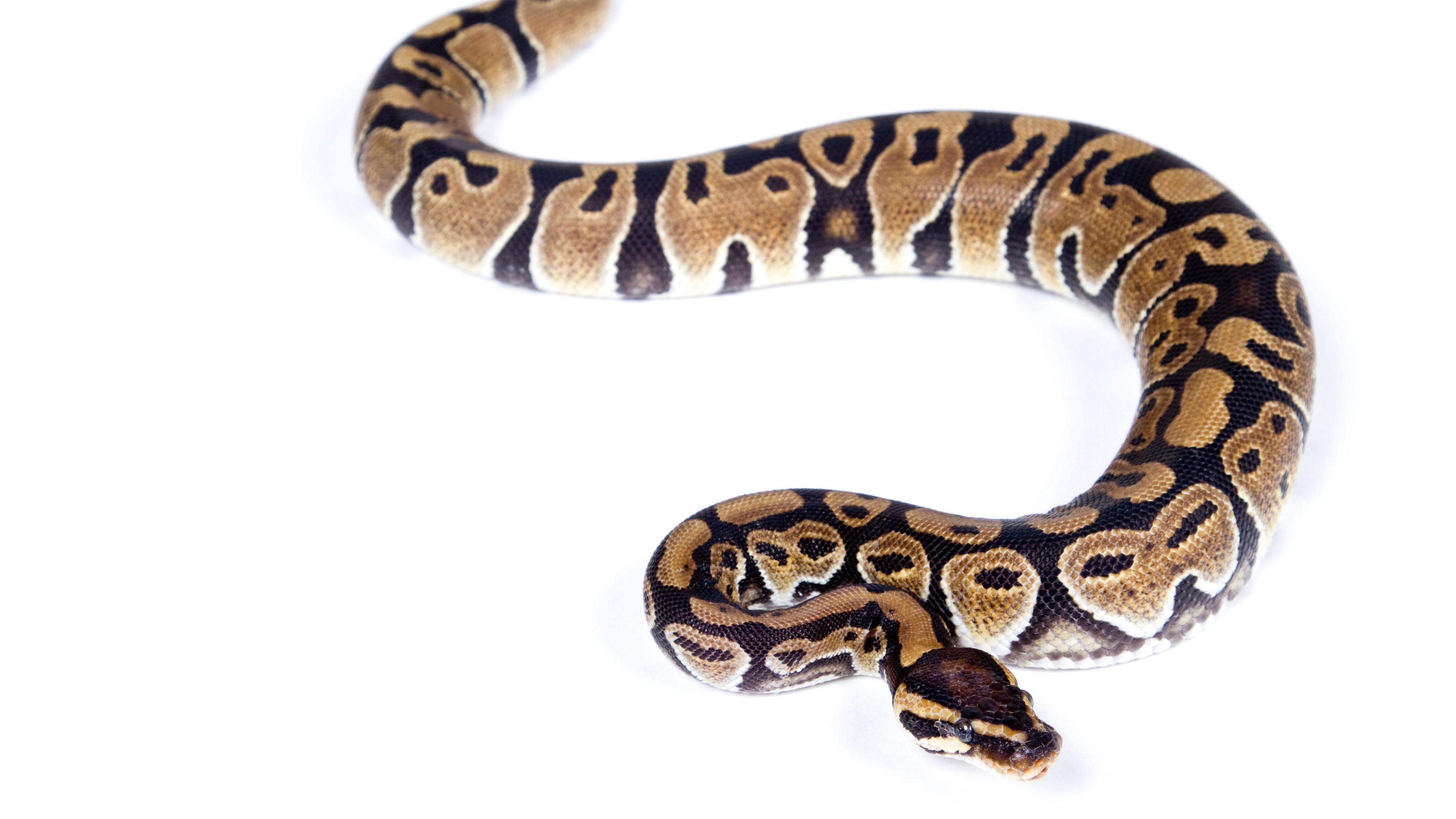 An image of a royal python snake on a white background