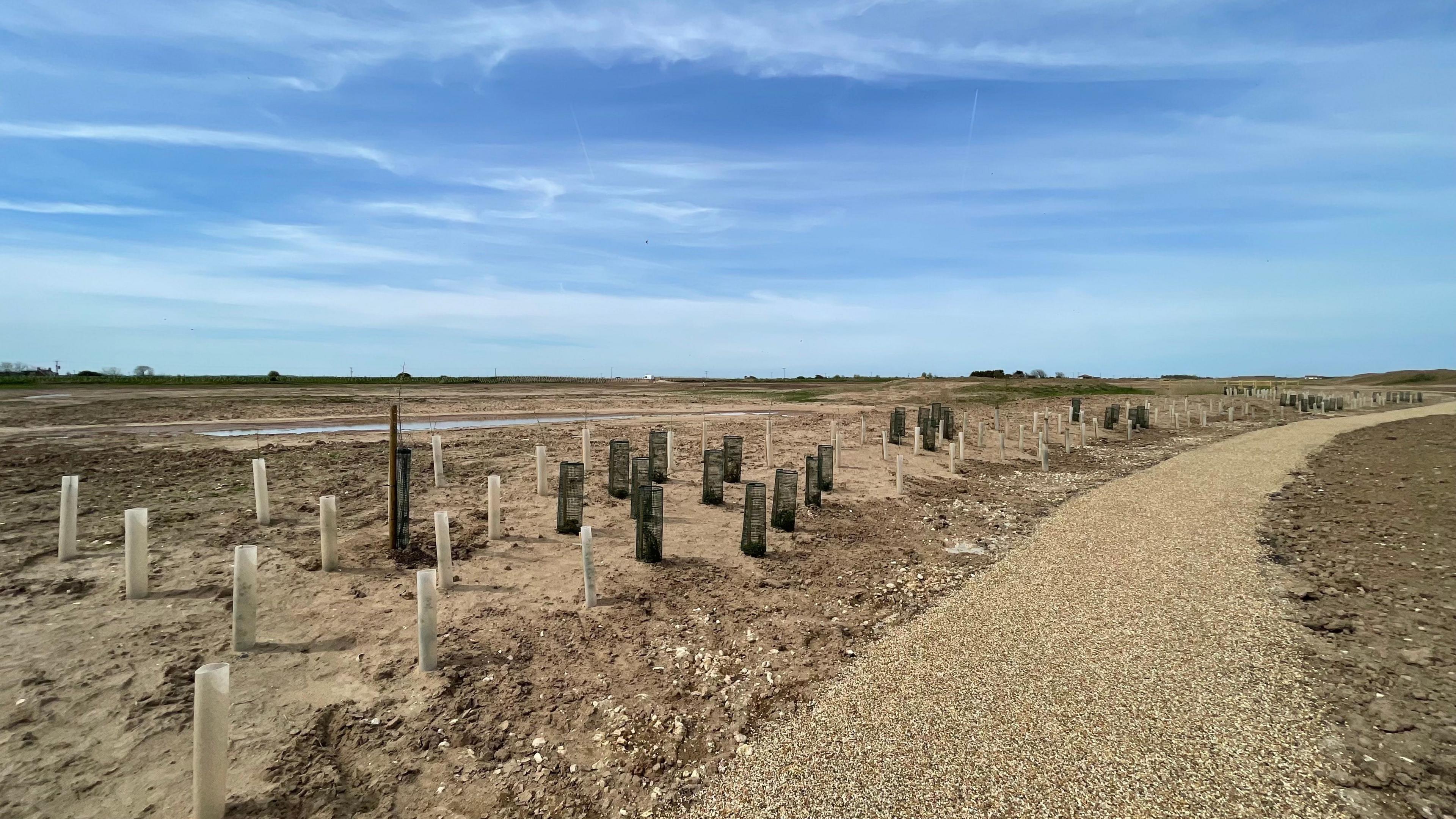 Shoots of trees inside plastic tubes on a sandy area next to a gravel footpath. There is a large blue sky.