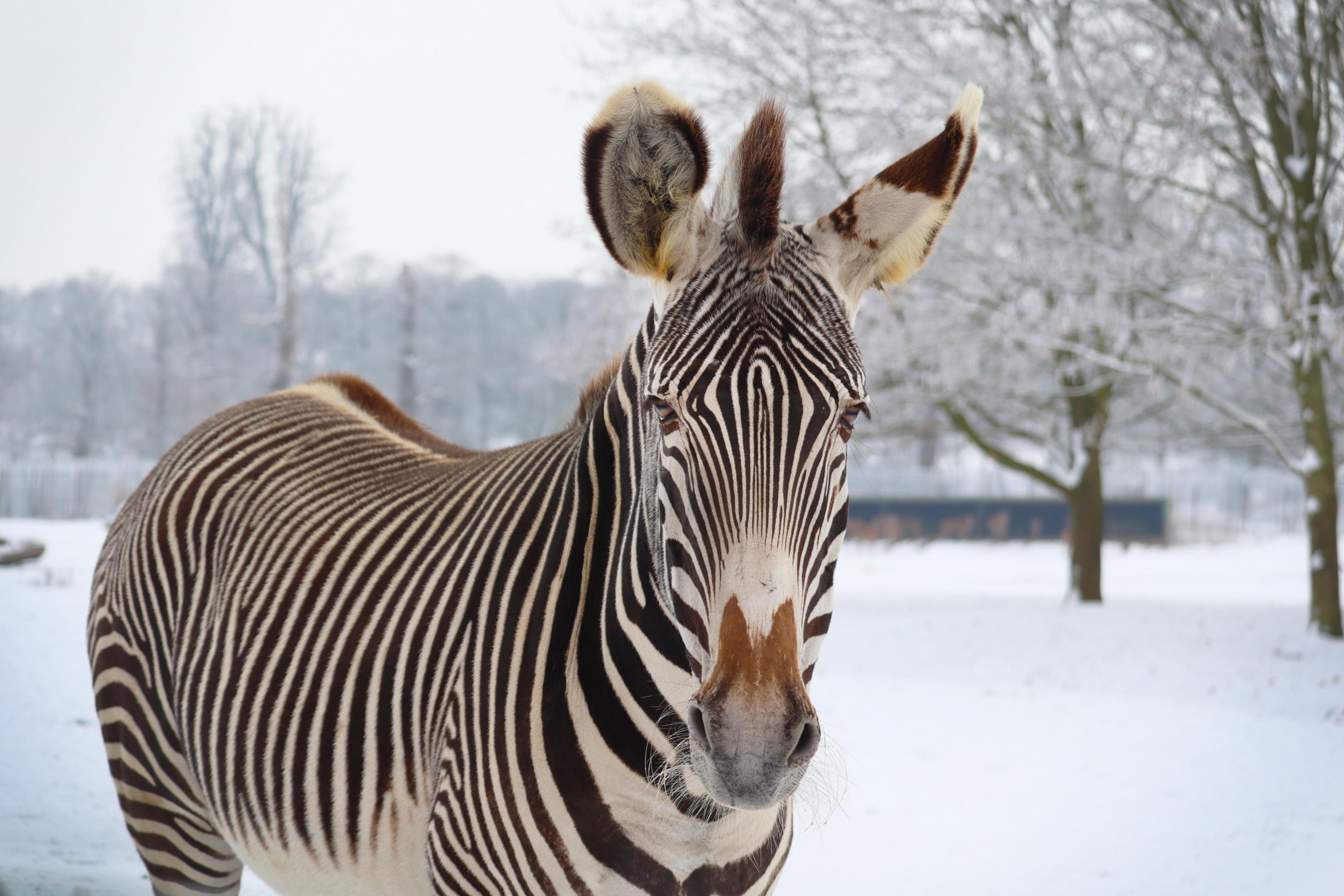 A zebra in the snow at Woburn Safari Park