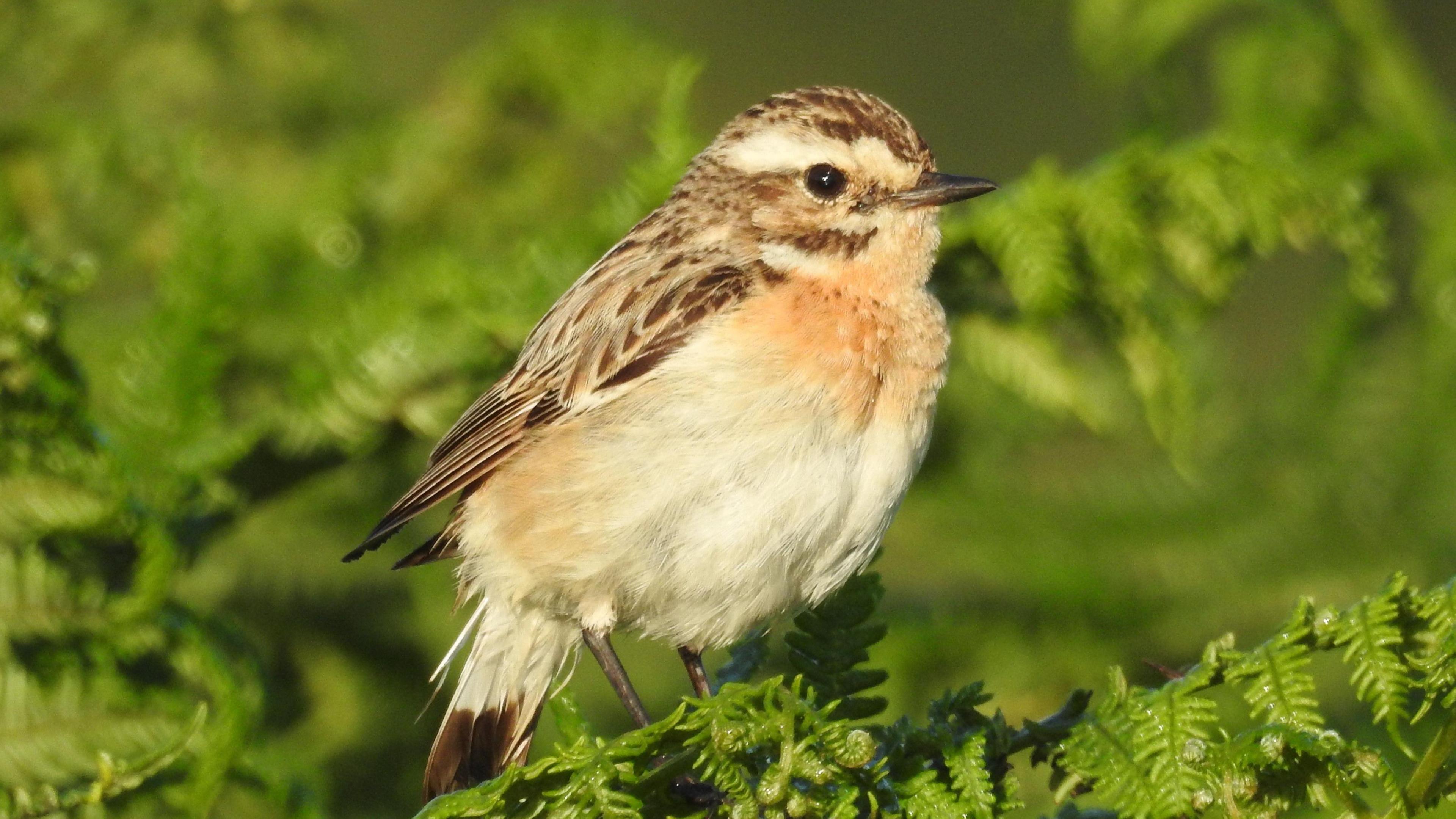 Pictured is a whinchat sat on a fern, the background shows ferns that are out of focus.