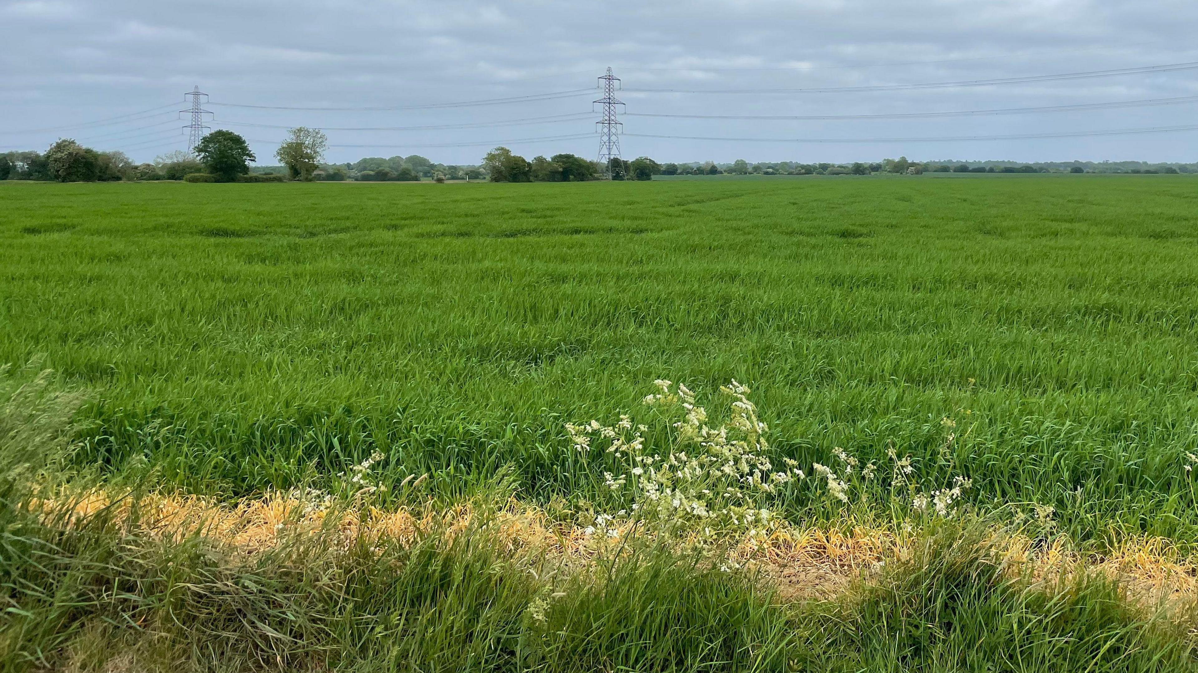 A large green field with trees and pylons on the horizon.