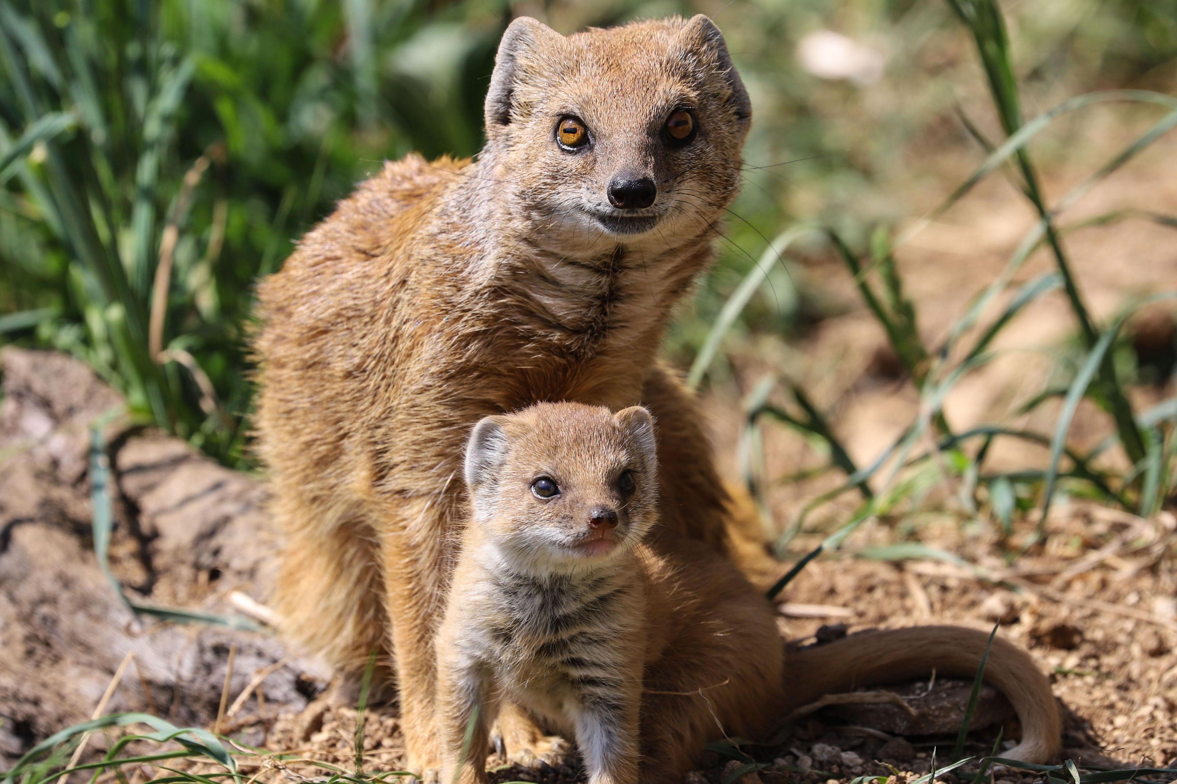 A baby mongoose and its parent sit next to one another among the earth of their enclosure with a few blades of grass visible and rocks