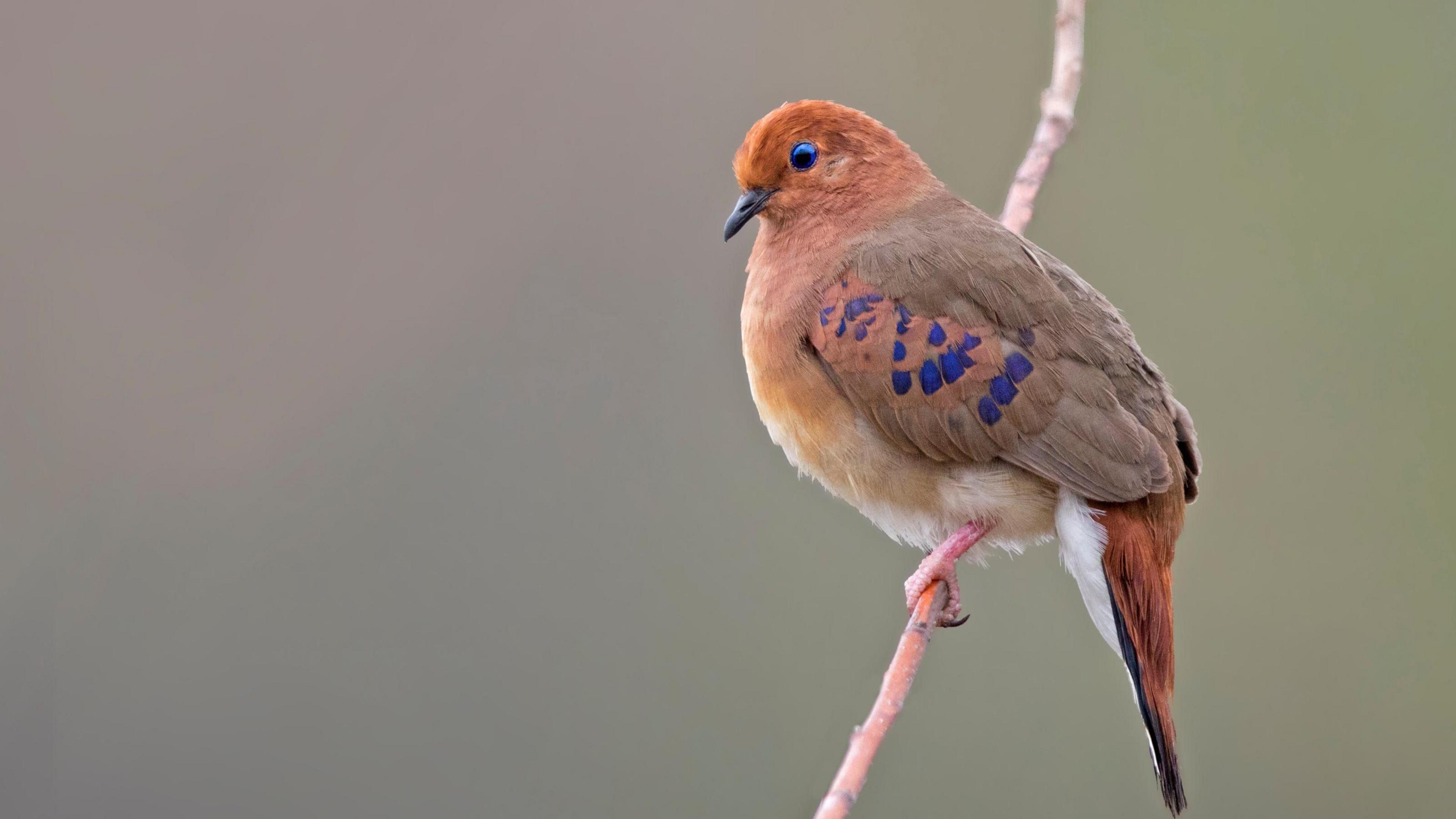 blue-eyed ground dove