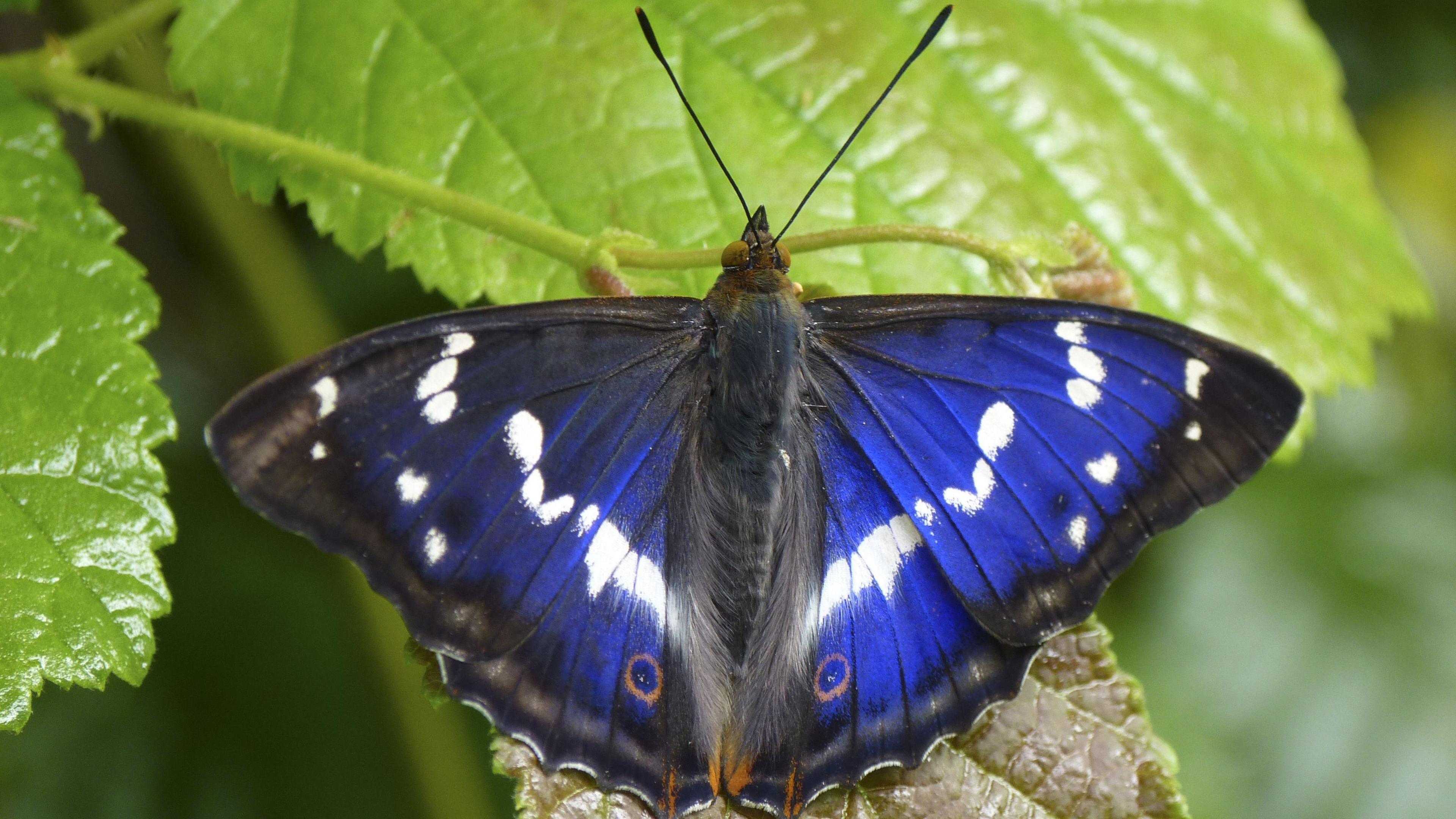 The back of a blueish-purple butterfly with patterns resembling eyes at the bottom of its wings, it is settled on a leaf