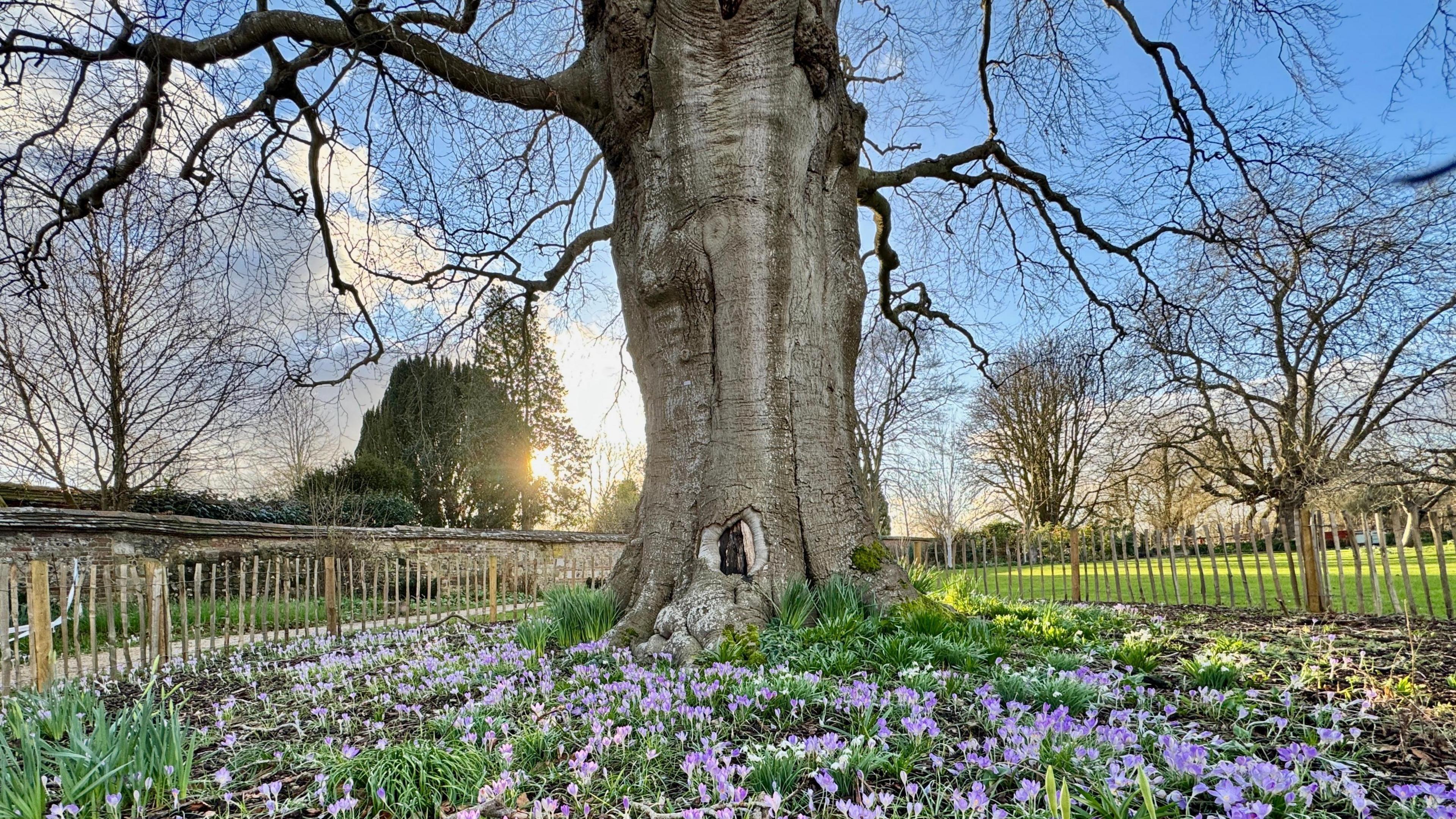 A bright winter's morning with a copper beech tree with branches askew in the mid-ground, purple crocuses scattered in the foreground and other trees, grass and a rickety wooden fence in the background 