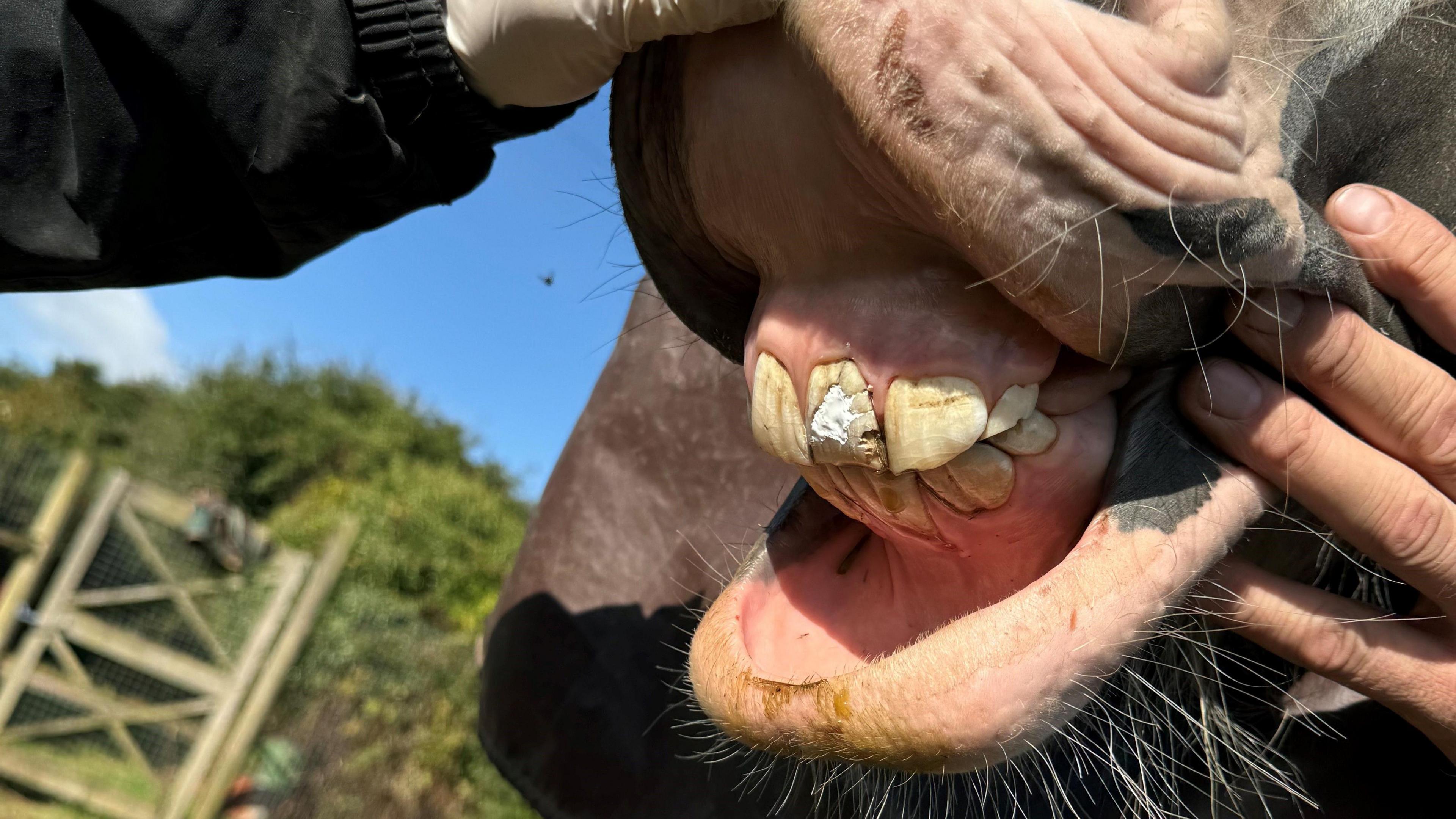 Horse rescue