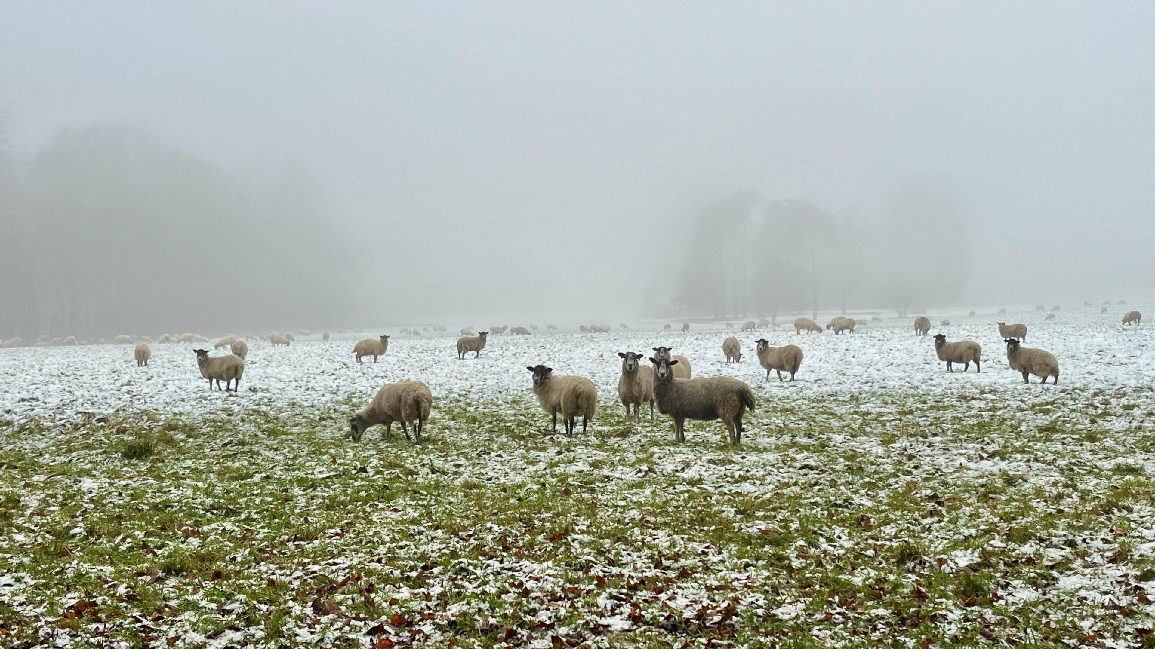 A field of sheep with a light dusting of snow on the grass.