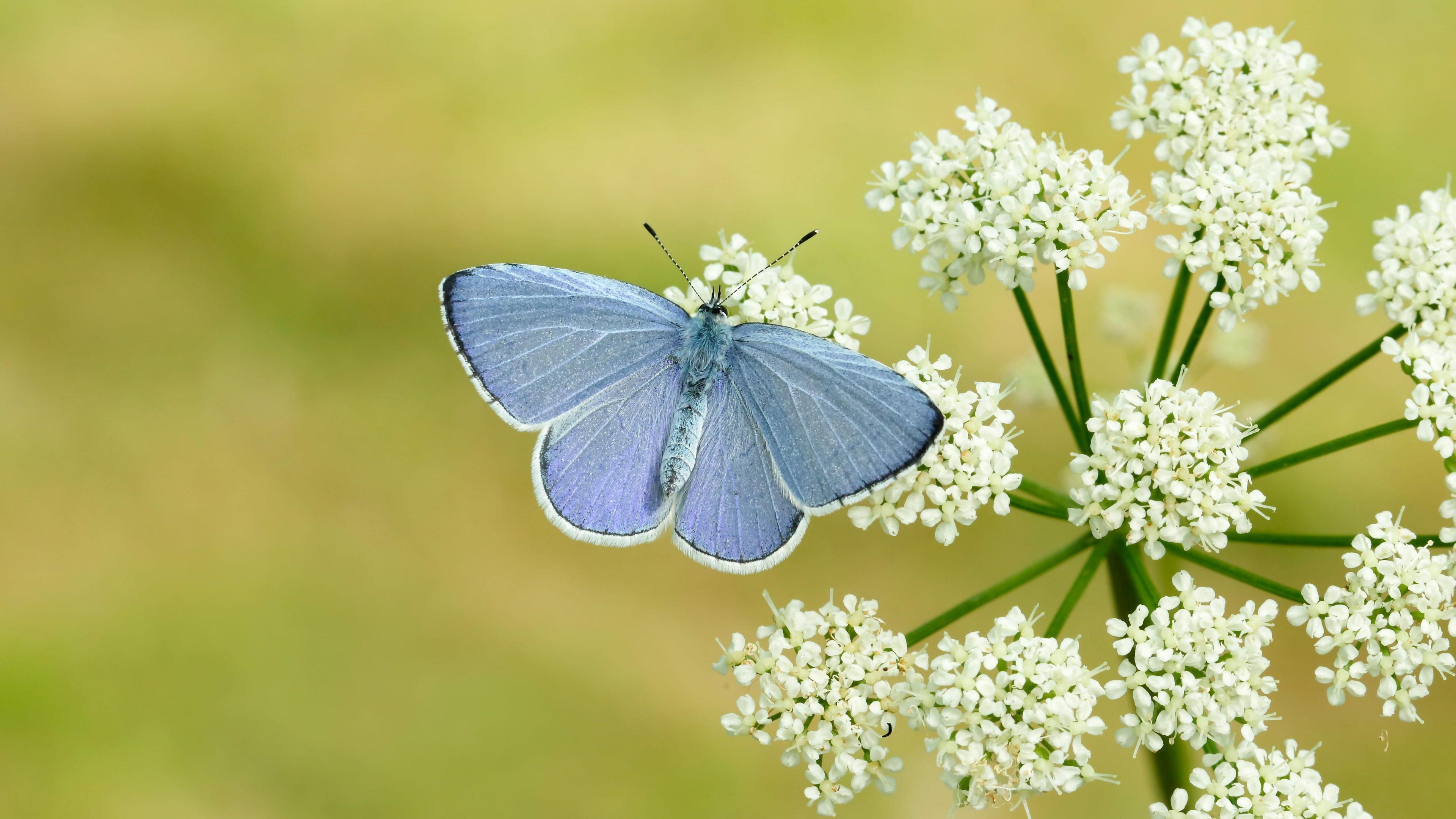 A pale blue butterfly sits on a white flower with small white petals with its wings spread wide.
