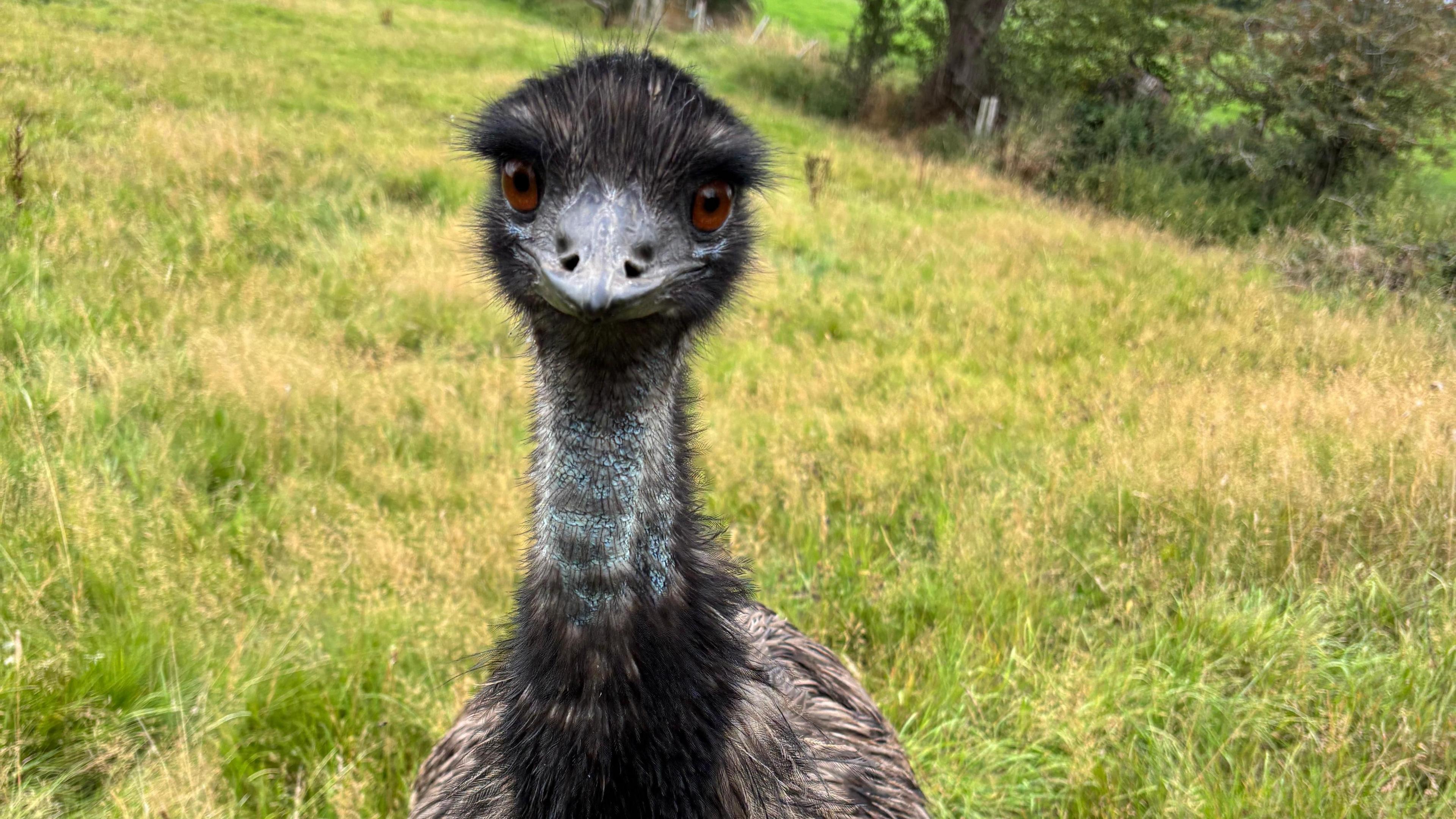 An emu looks towards the camera with beady eyes.  It is standing in a field of grass and has dark feathers on its body and head. 