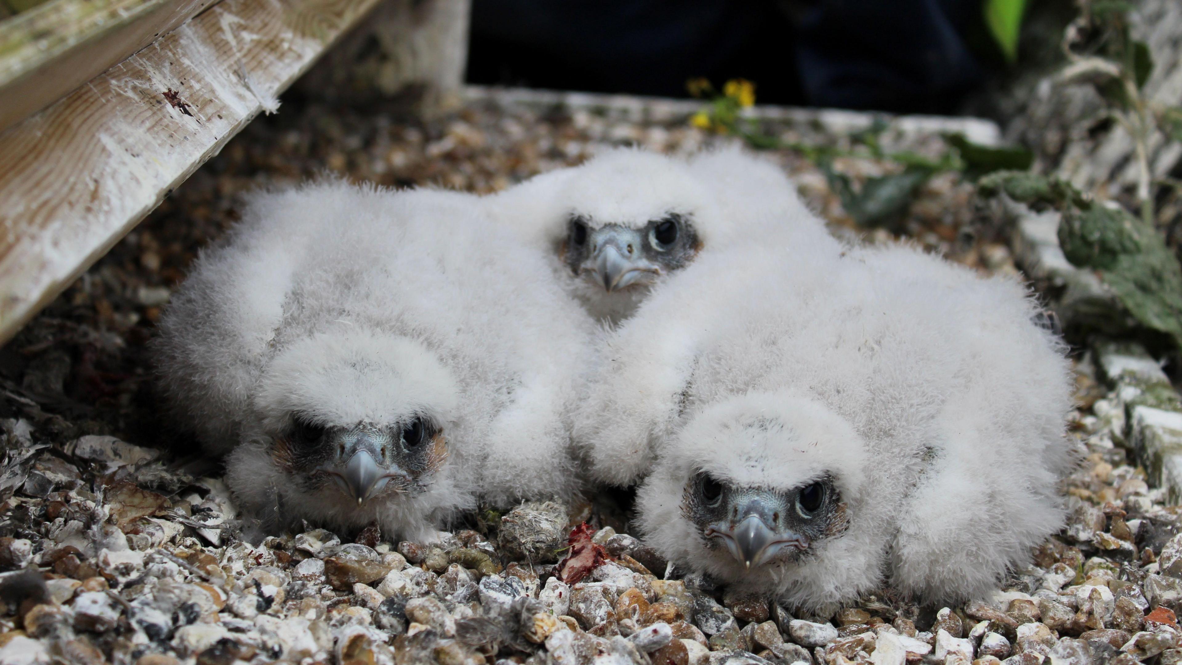 Three peregrine falcon chicks, sitting on stones, they are white and fluffy.