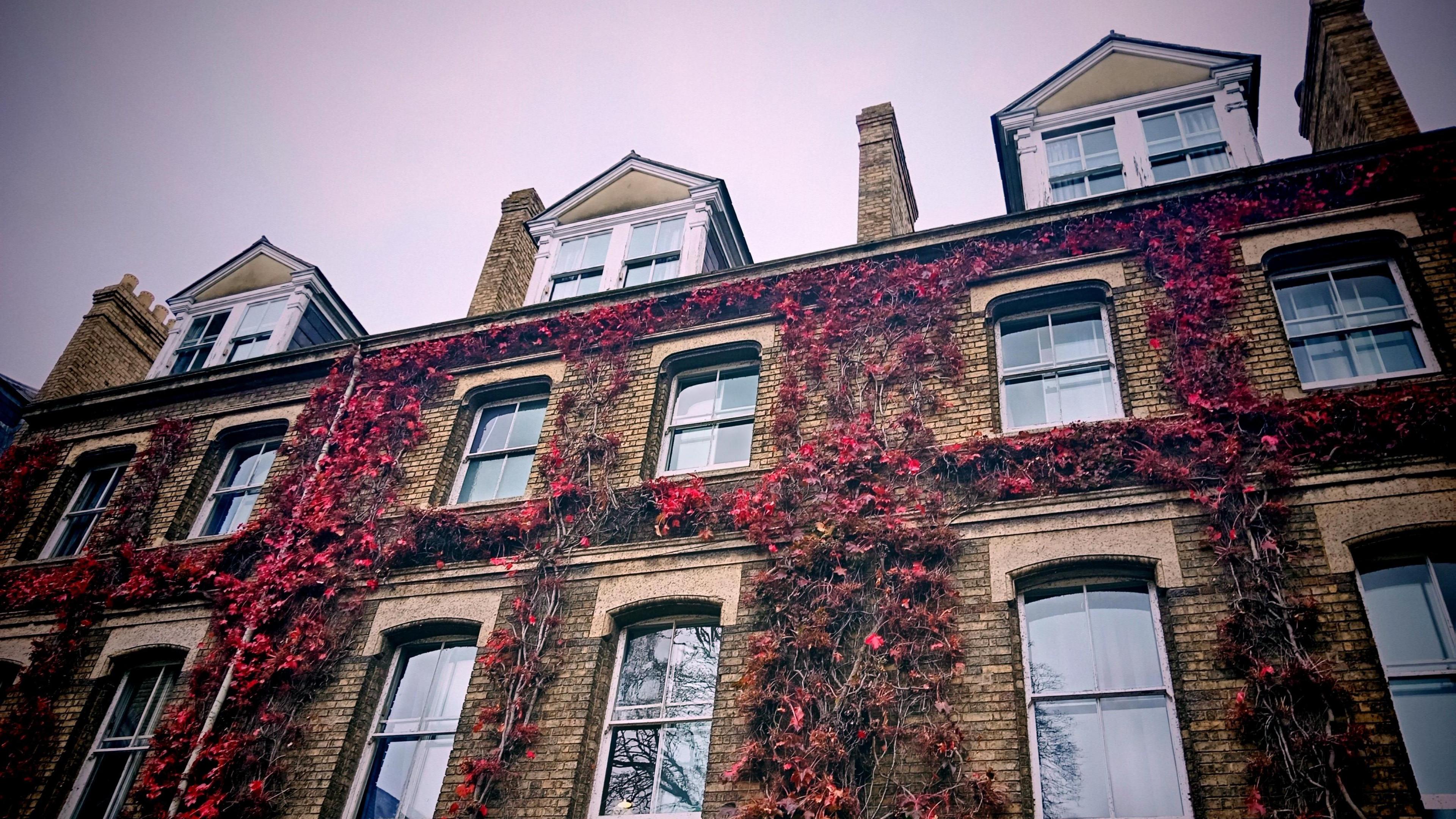 A row of yellow brick houses in Oxford against a pink sky. The windows are surrounded by ivy with red leaves. 