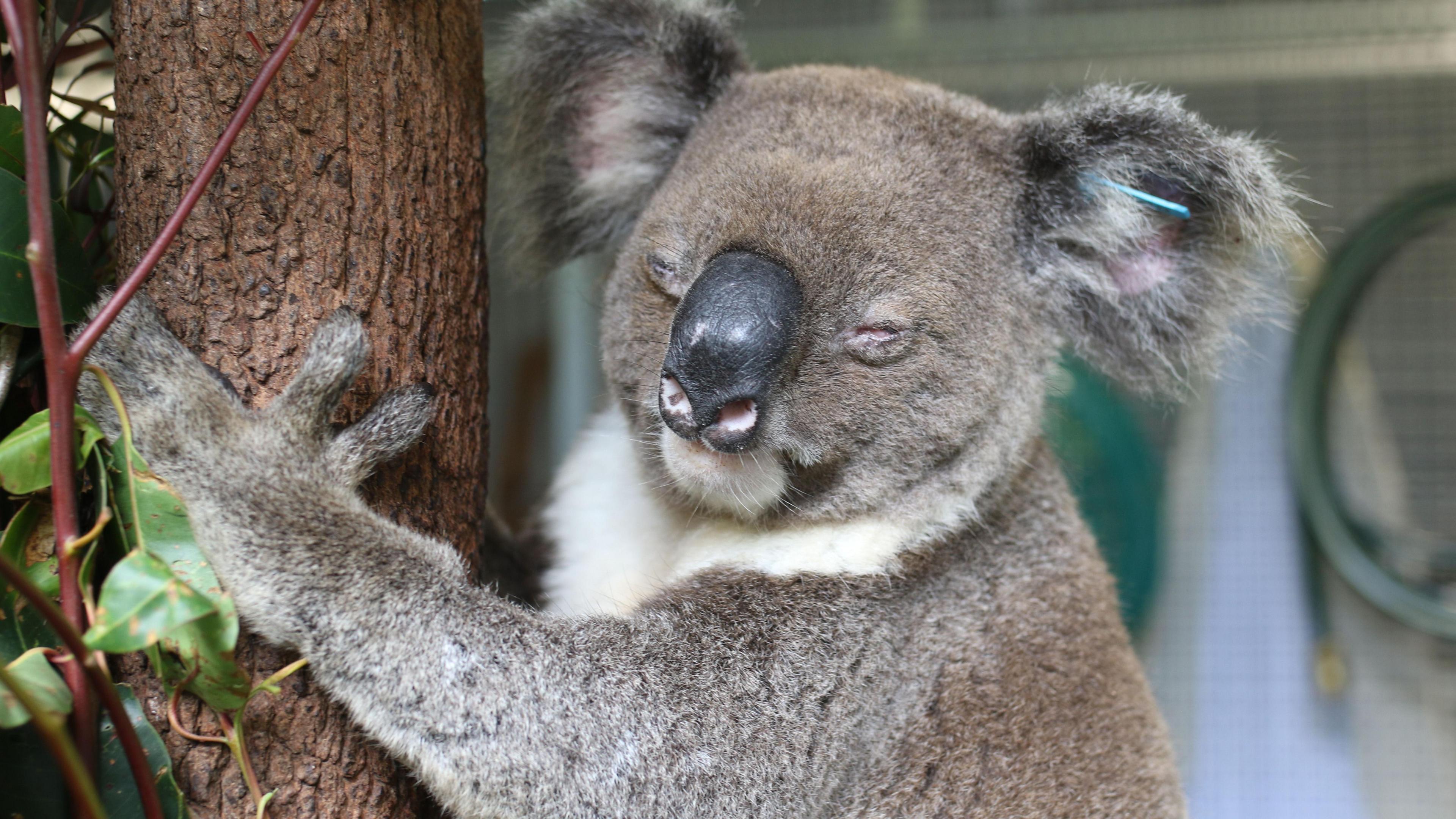 A koala with conjunctivitis