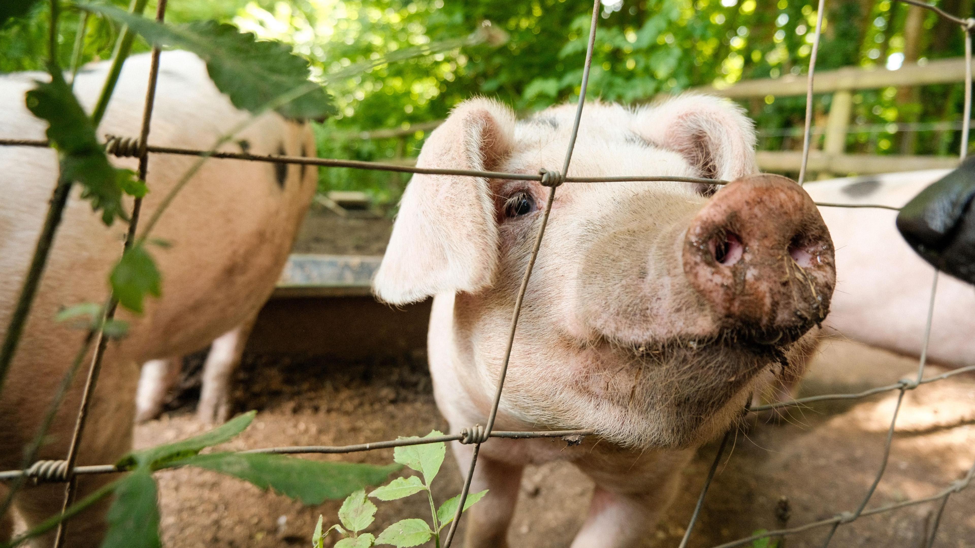 A pink pig poking its nose out of a metal fence