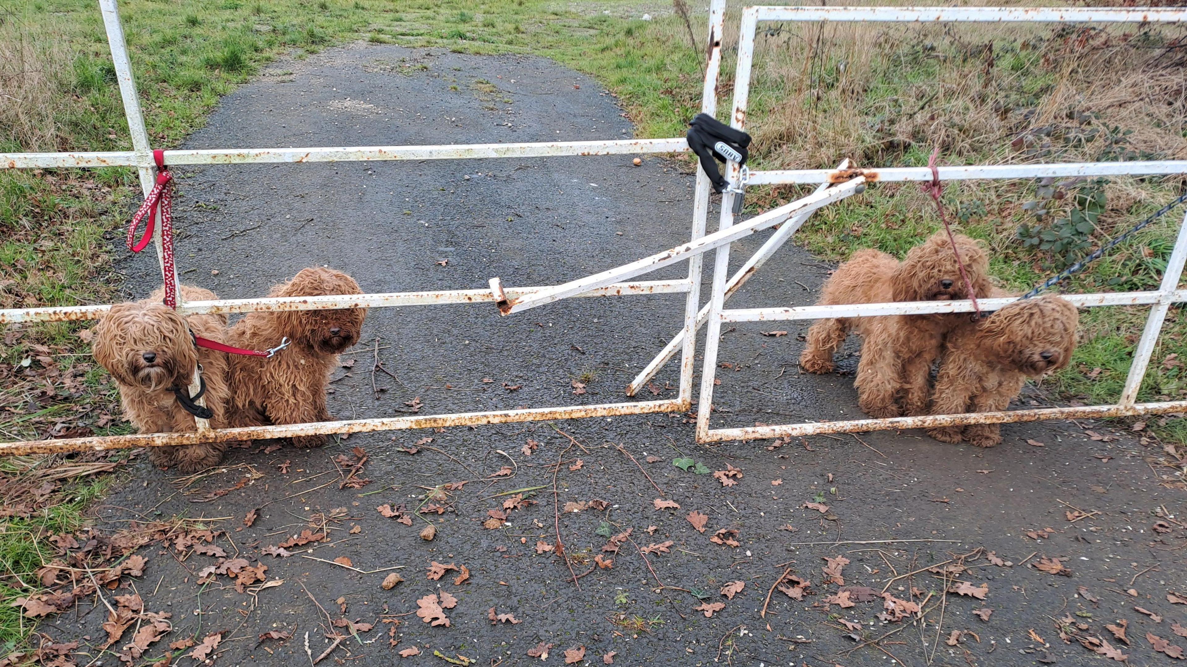 Four brown cockapoos are tied to a set of white gates. There is a tarmac path in the foreground and grassland in the background of the photo.