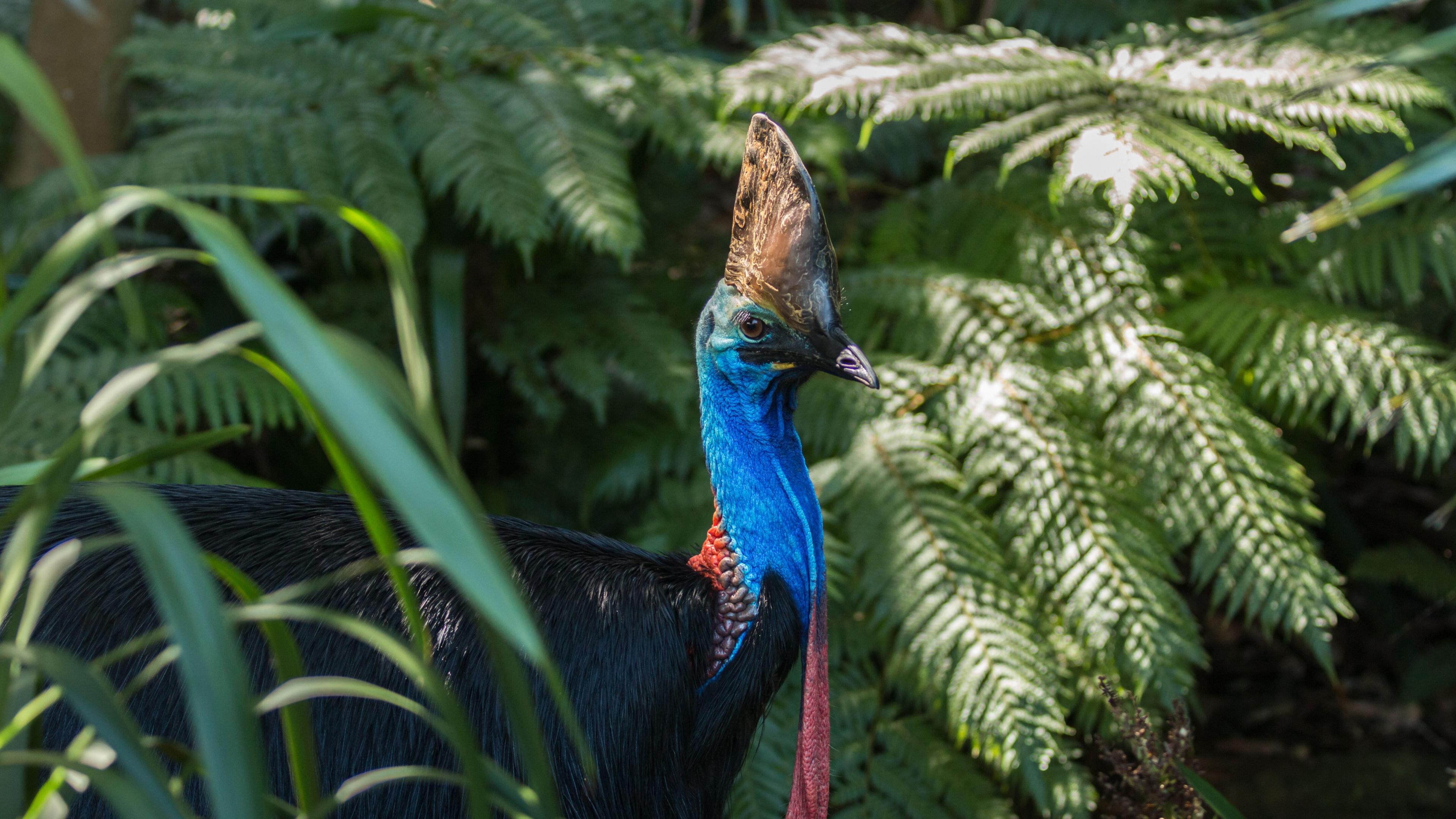 southern cassowary in natural habitat 