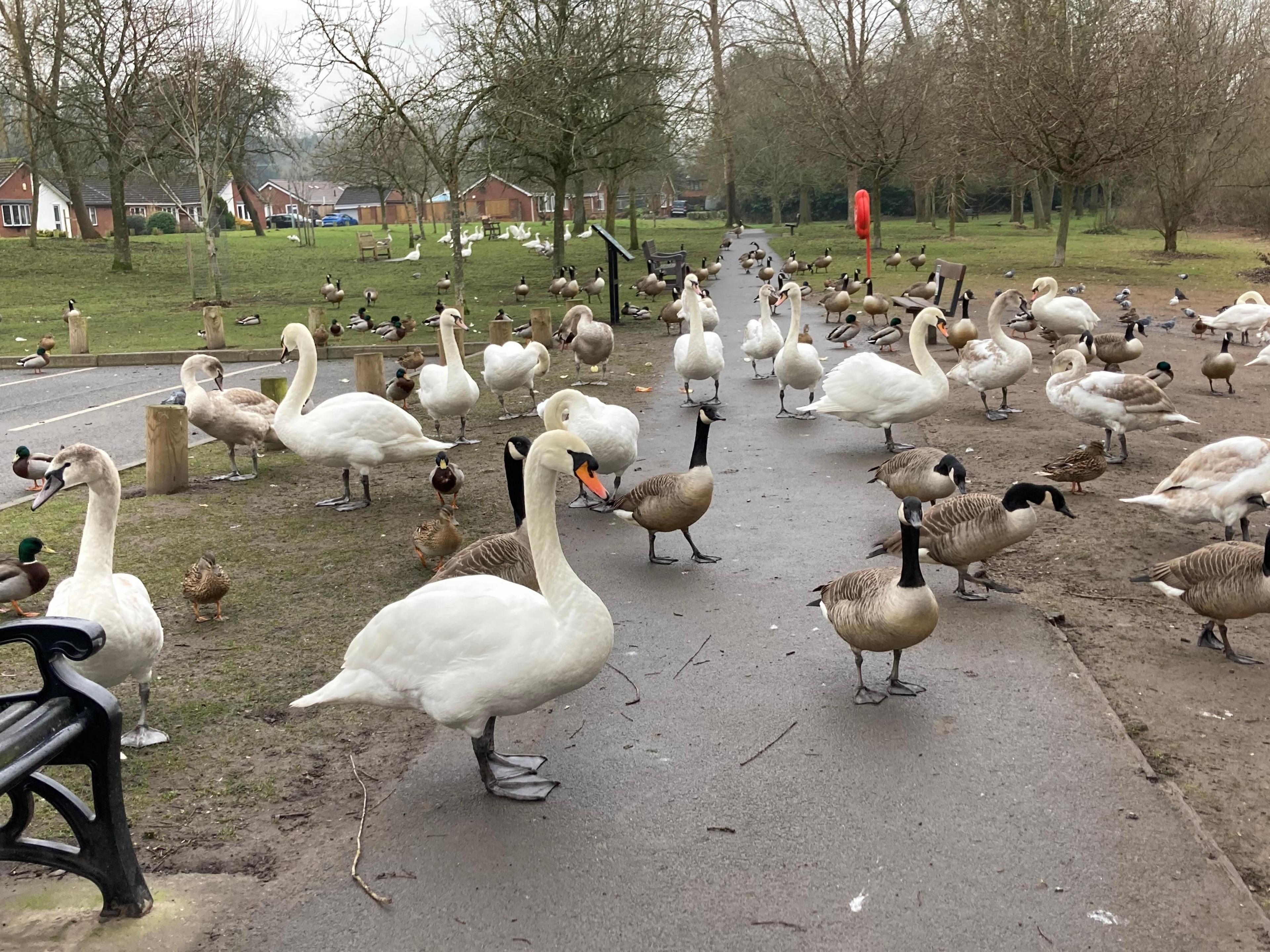 Dozens of geese and swans across a tarmac footpath and surrounding park land.  The edge of a bench, some car park spaces, a water rescue ring and some houses are all visible on the fringes.